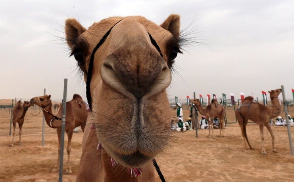 Male camels are said to have 'lifted their tails to attract a female' during the month of Shawwal (via KARIM SAHIB/AFP/Getty Images)