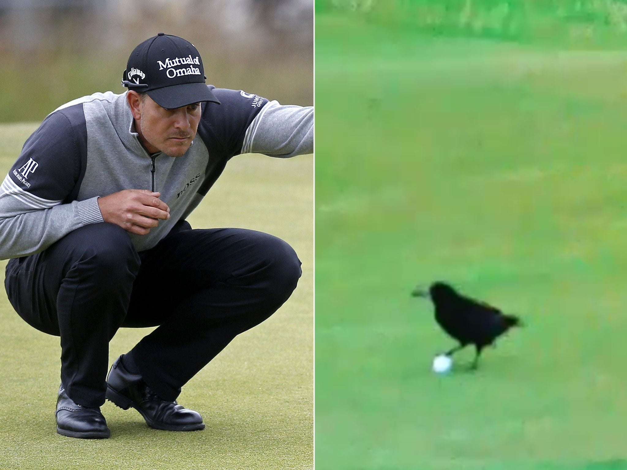Henrik Stenson and the bird