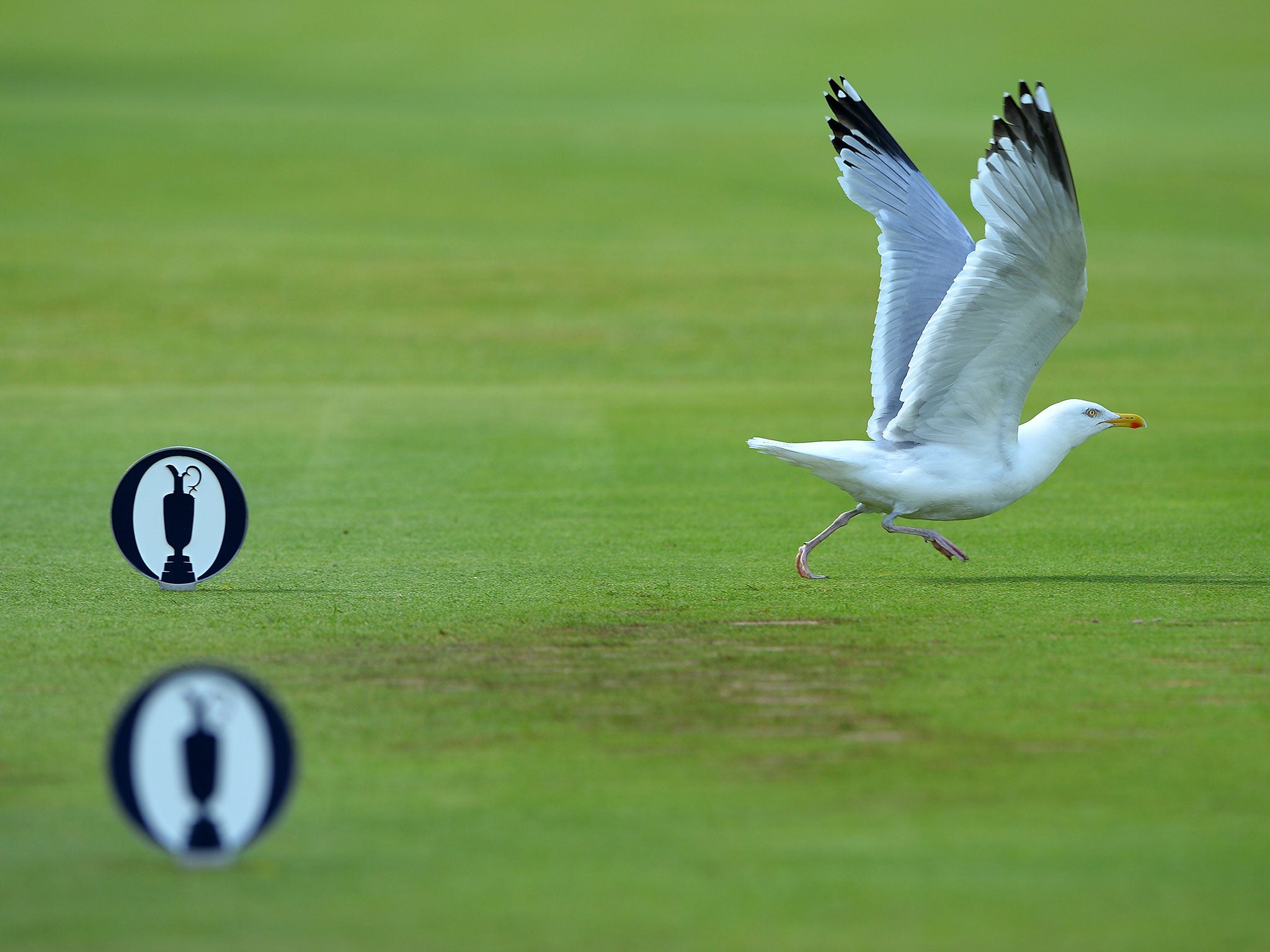 A seagull is blown away in the wind