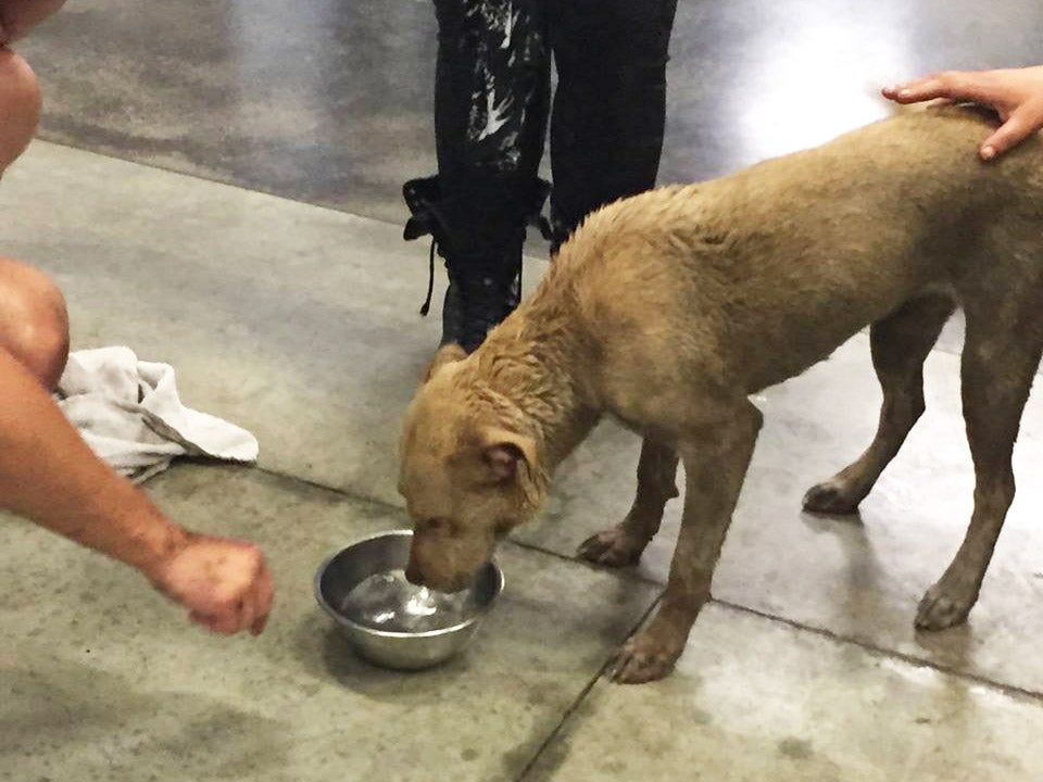 Facebook/Indianapolis Fire Department