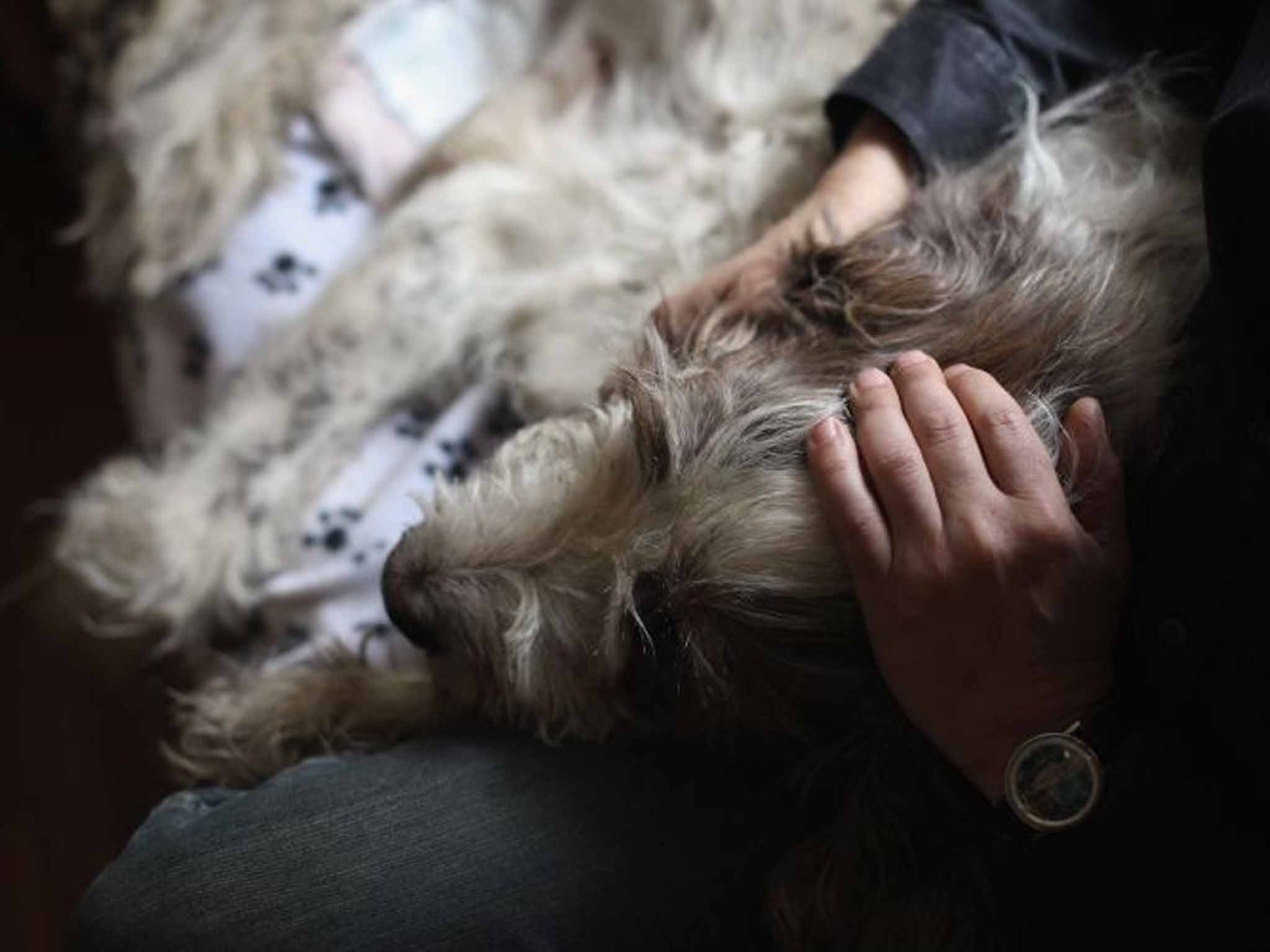 Saying goodbye to a beloved pet has now become big business