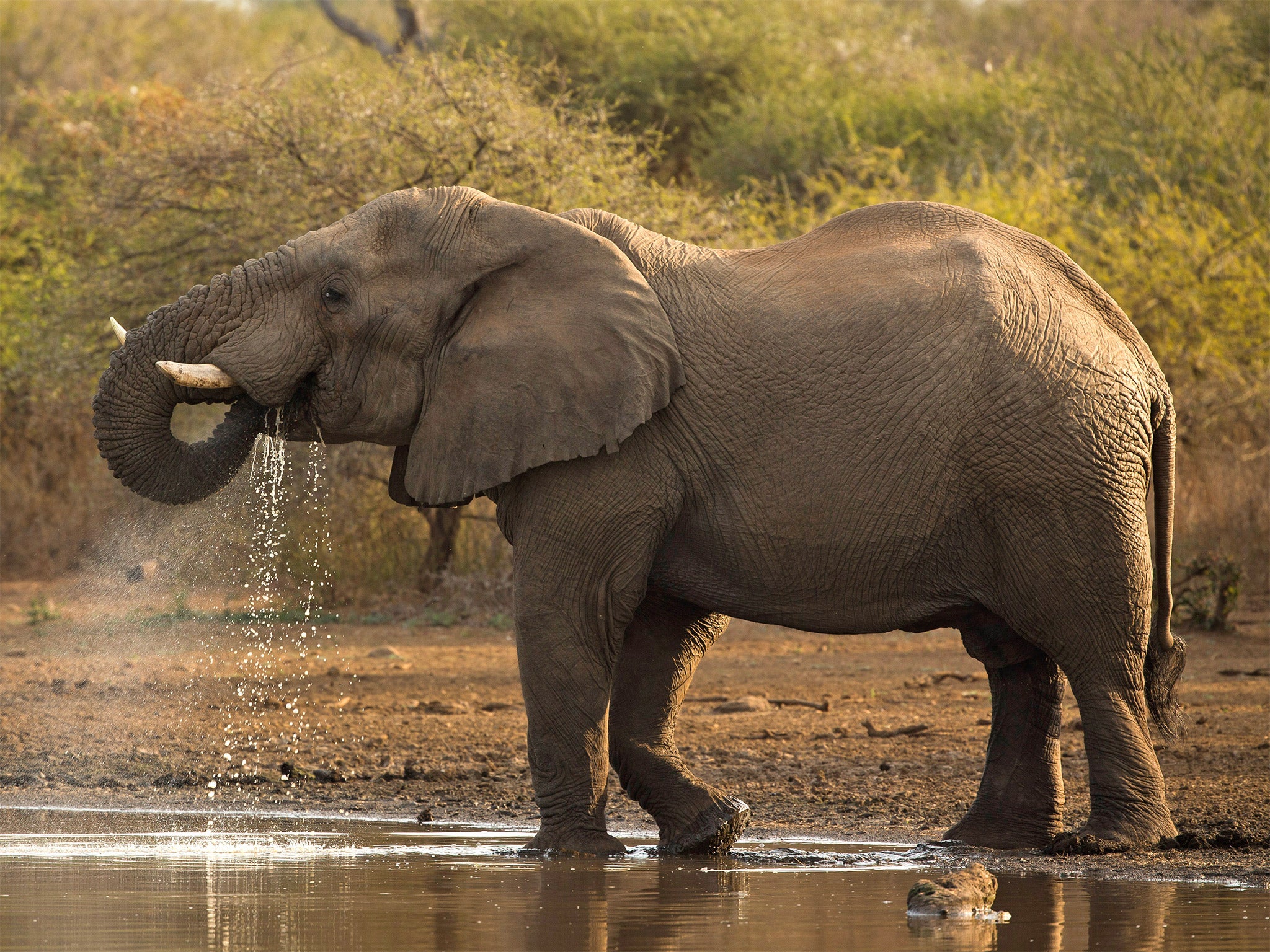 An elephant drinking from a pool in South Africa’s Kruger National Park (Getty)