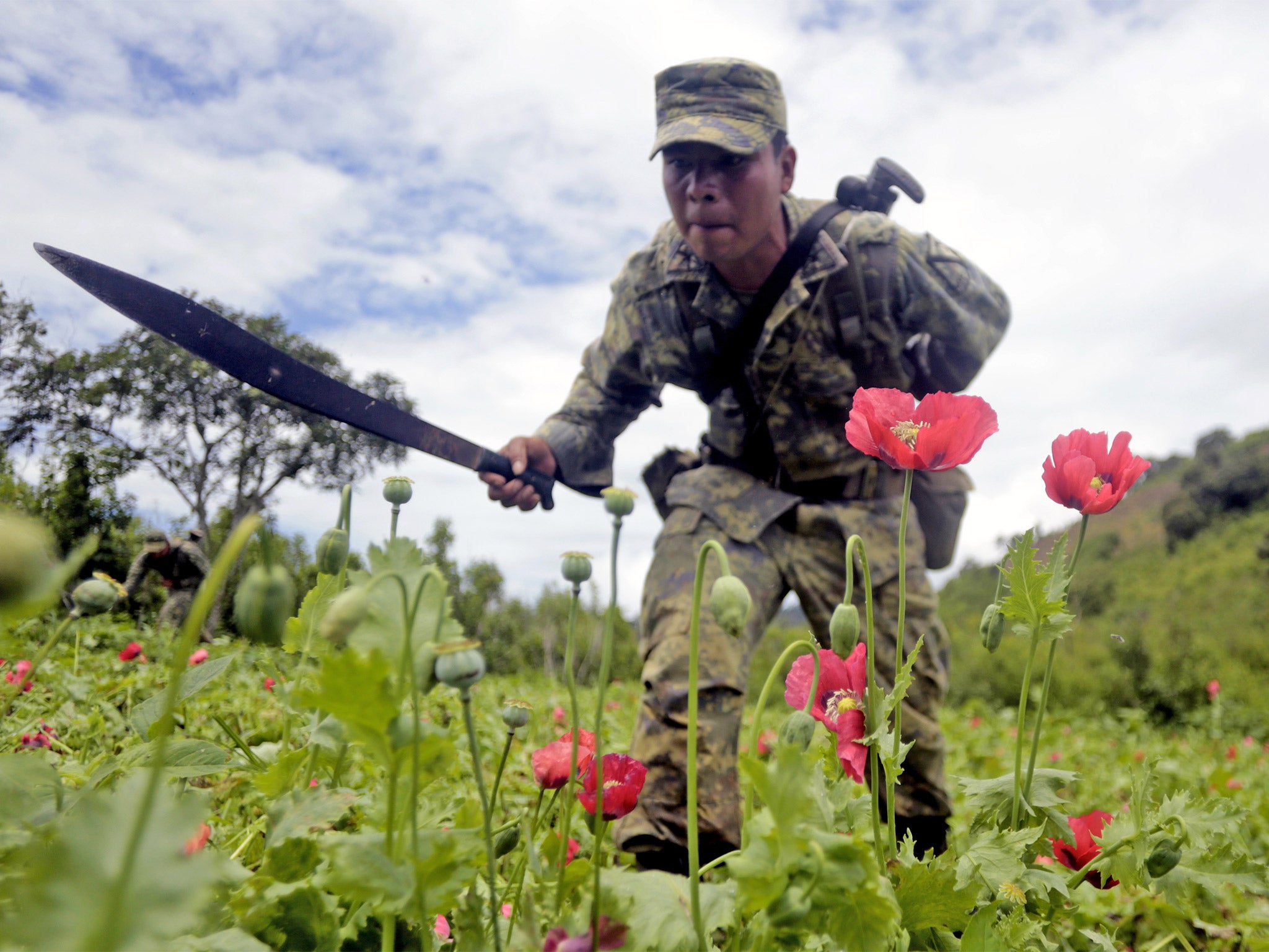 A Mexican soldier cuts off poppy flowers in an anti-drug operation. File photo