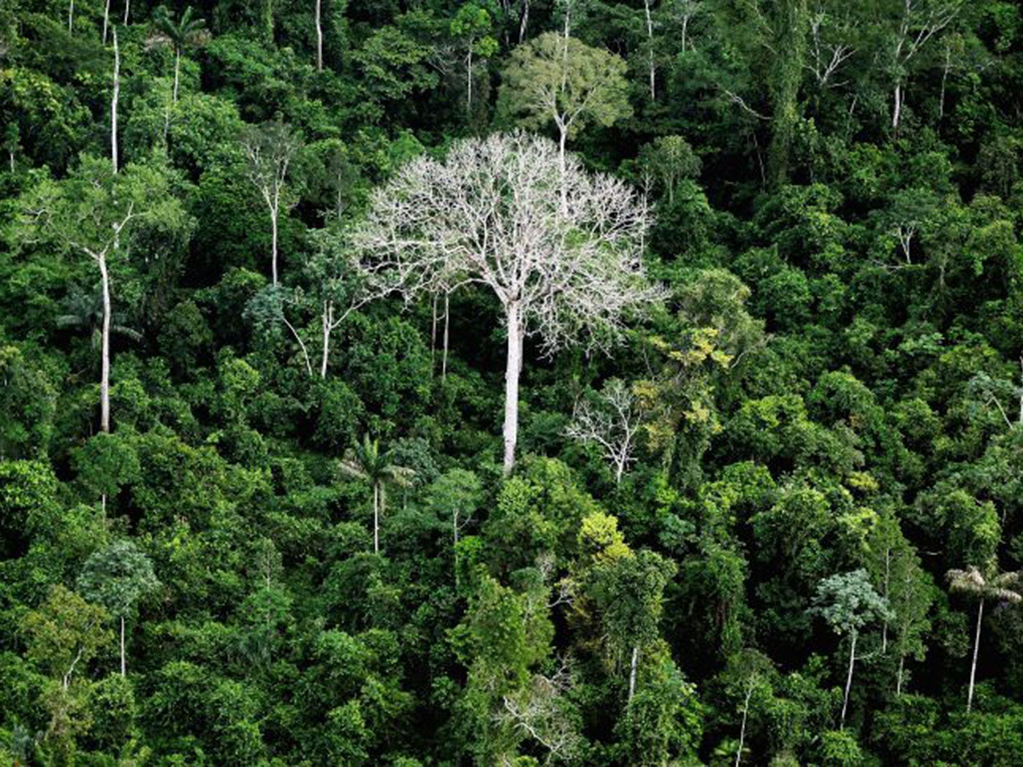 The annual rate of Amazonian deforestation rose by nearly a third last year