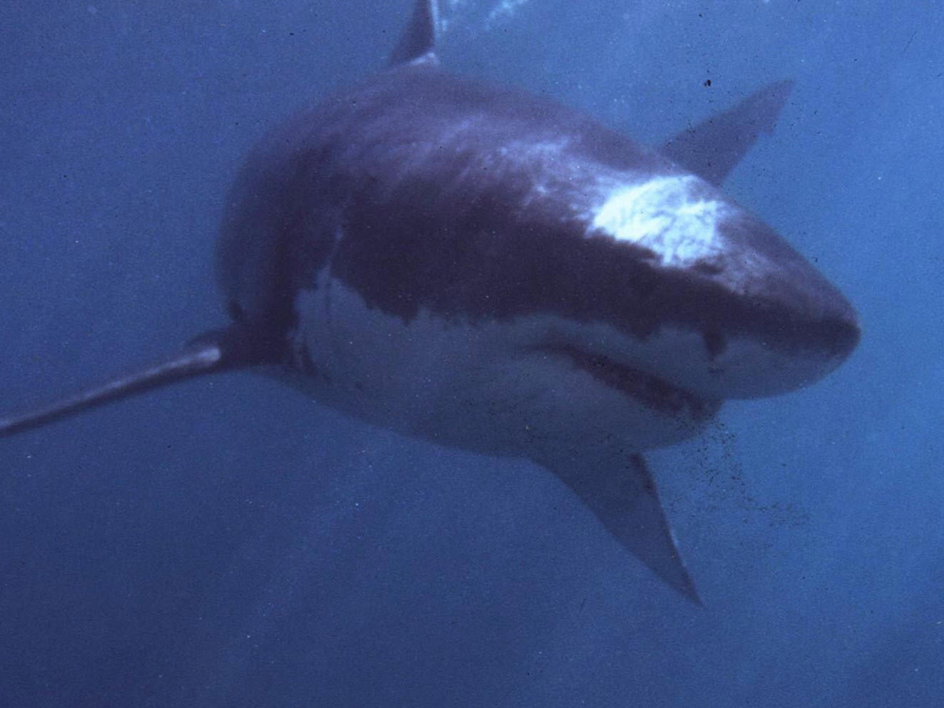 File image of Great White shark