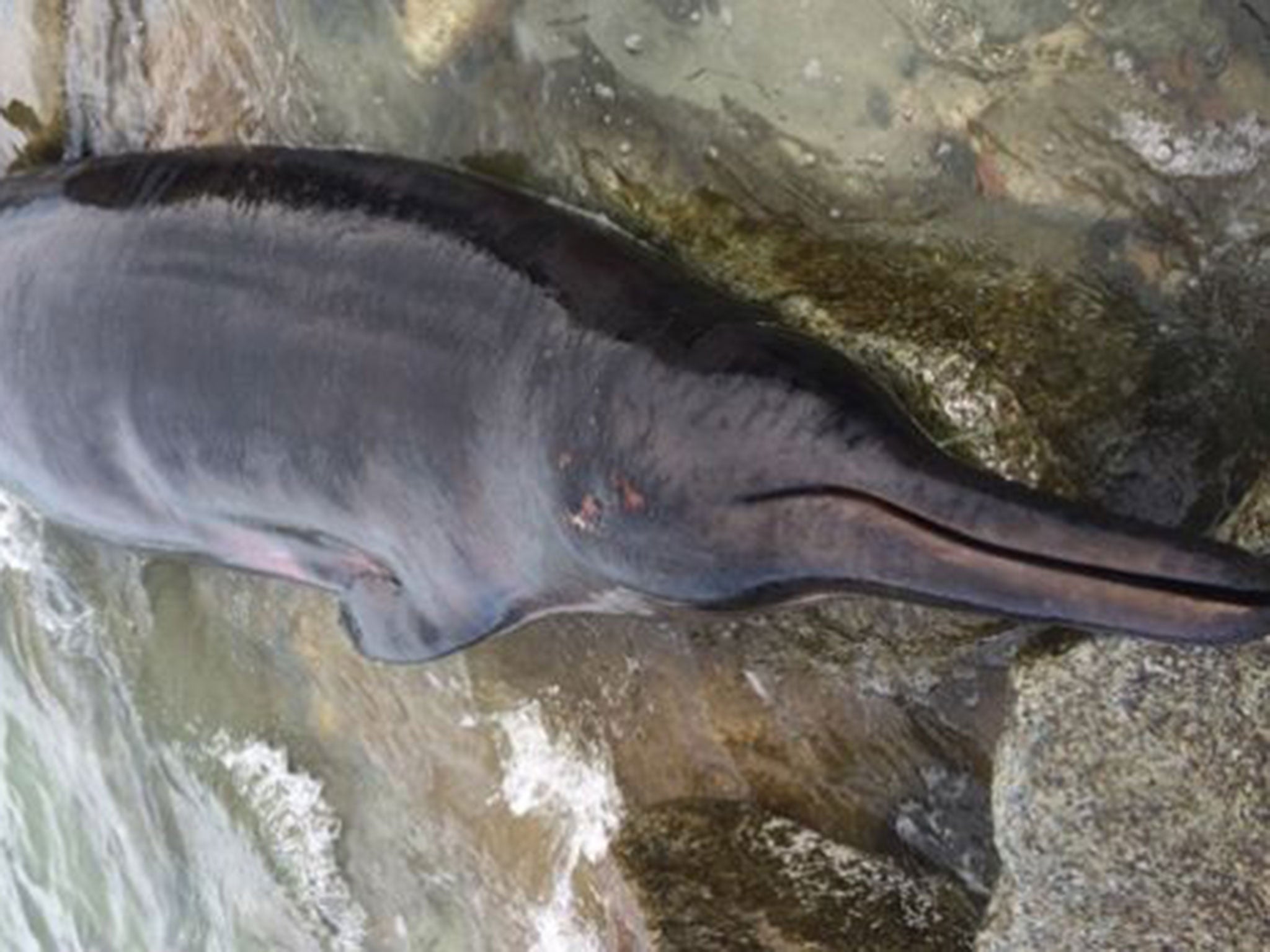 Sowerby's beaked whales are reclusive and rarely seen even by sailors (AP)