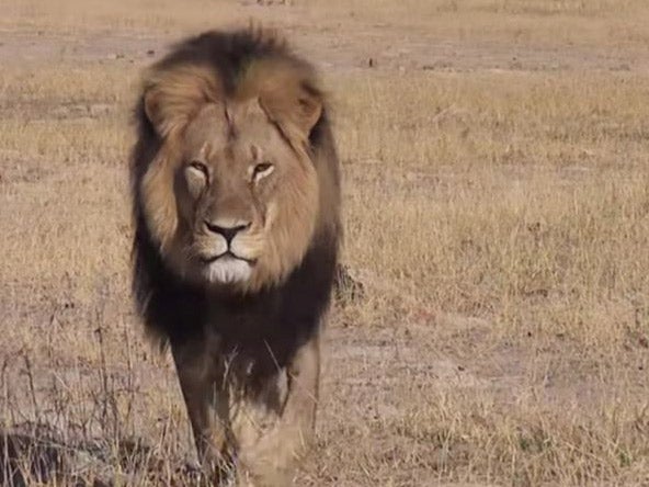 Cecil was probably Zimbabwe's most famous lion and the star attraction of Hwange national park