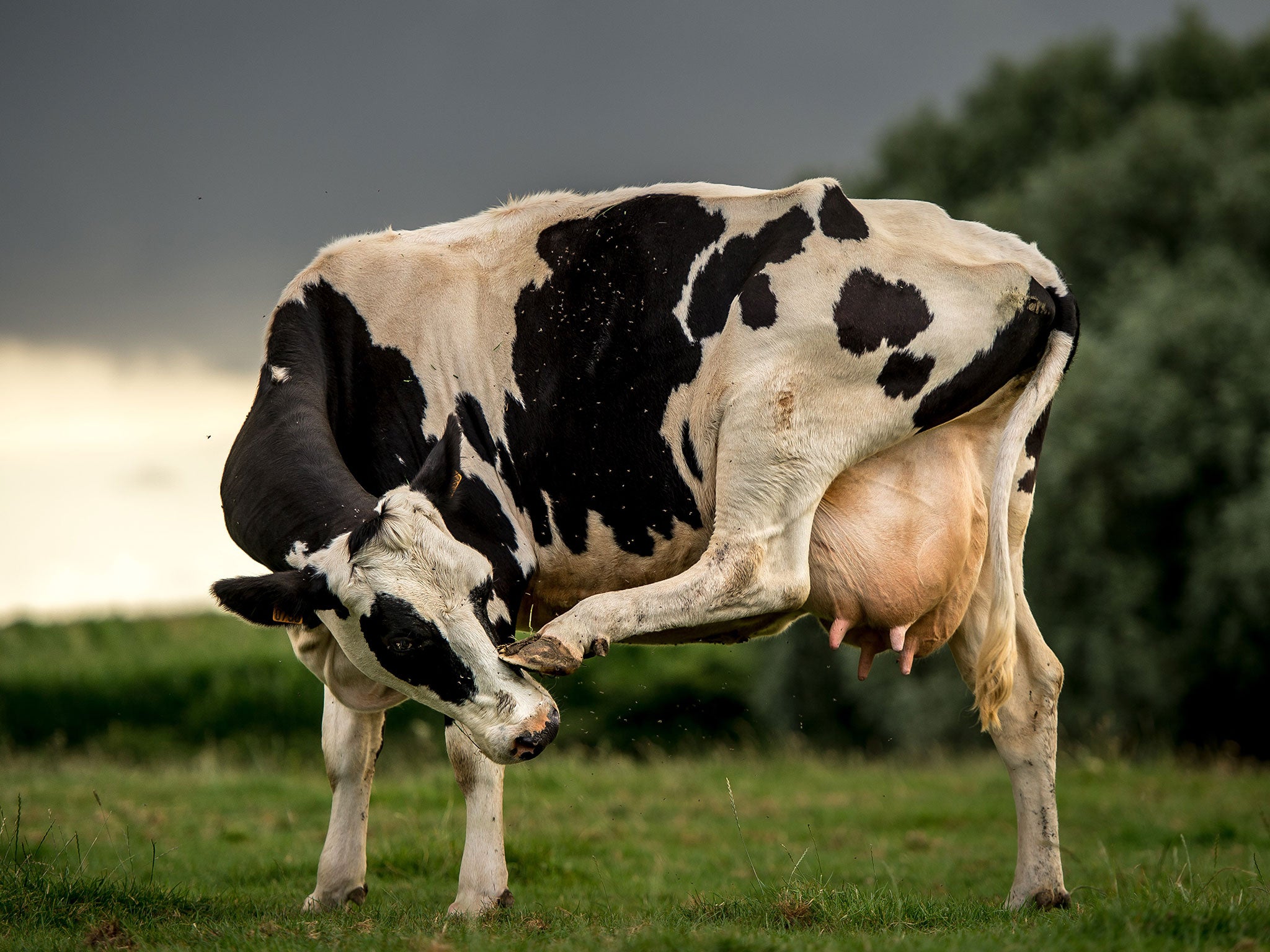 A train has been derailed after hitting cows that had strayed onto the line