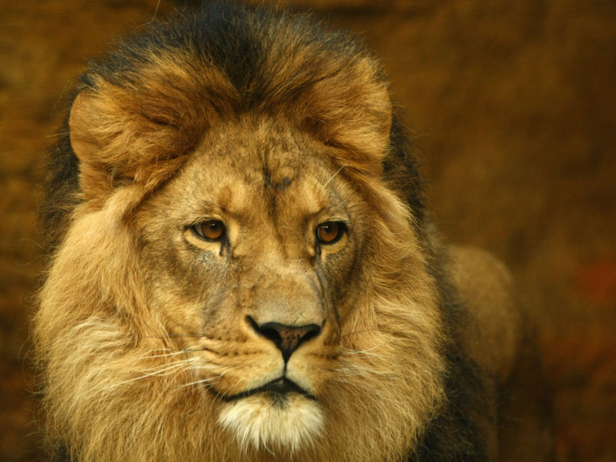 The hunting of lions remains legal in Zimbabwe