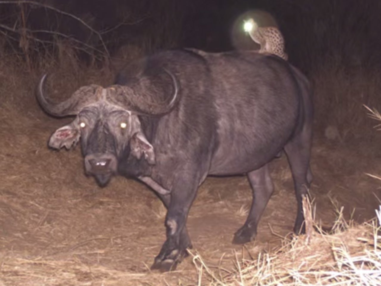 The genet was first seen exhibiting the strange behaviour in September last year