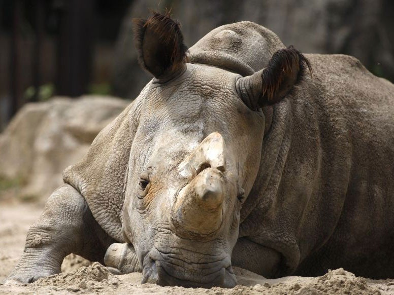 Nabiré lived her whole life at Dvůr Králové Zoo