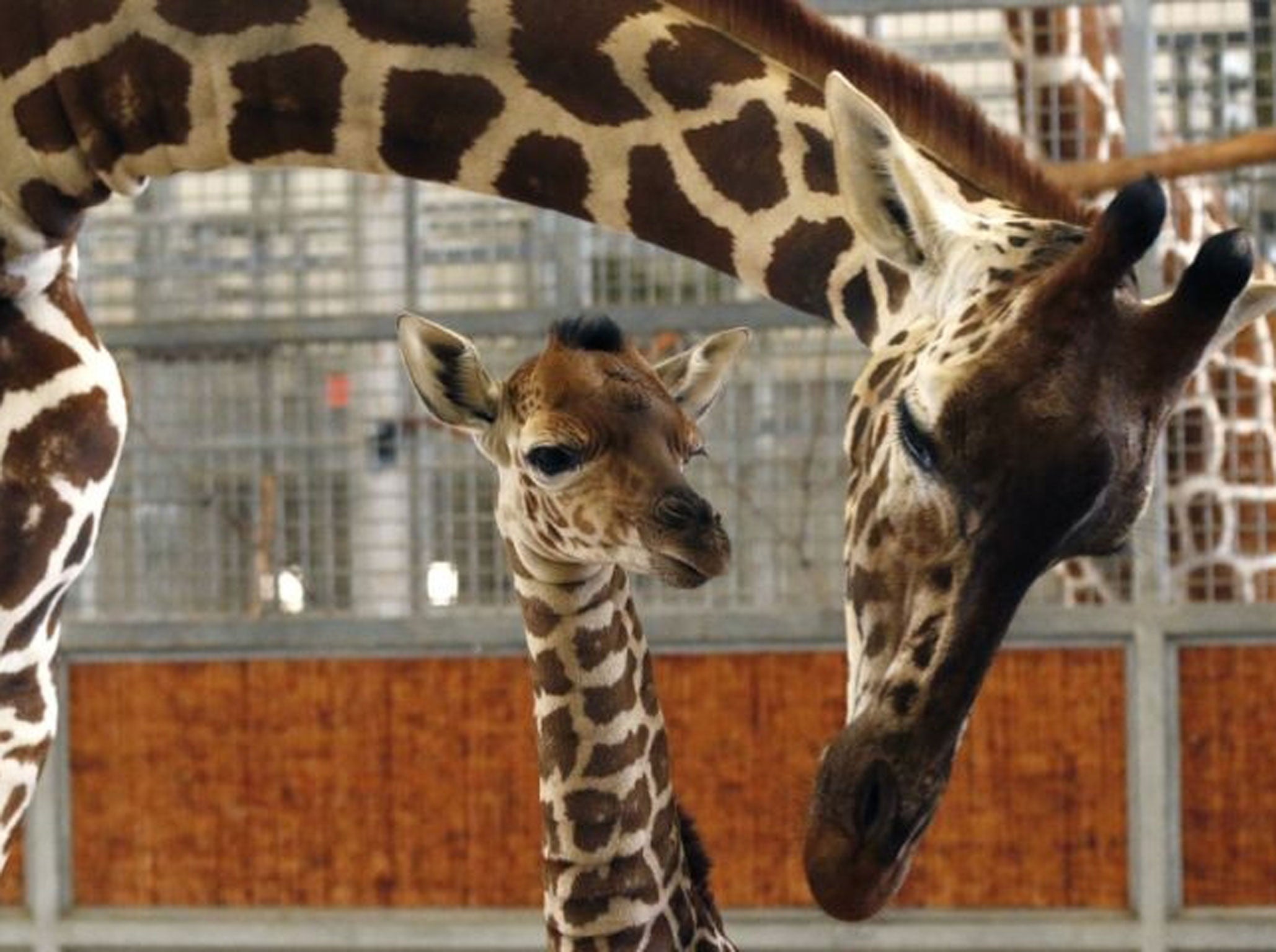 A baby giraffe whose birth at the Dallas Zoo was viewed live on the Internet worldwide has died