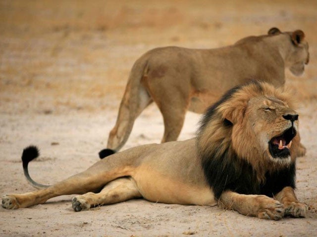 Cecil the Lion, before he was killed by American hunter Walter Palmer