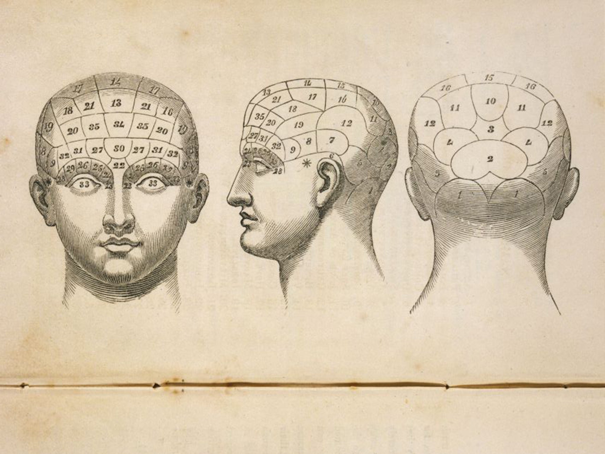 Forget me not: though phrenology located it in the forehead, the seat of memory is actually the hippocampus, deep inside the brain