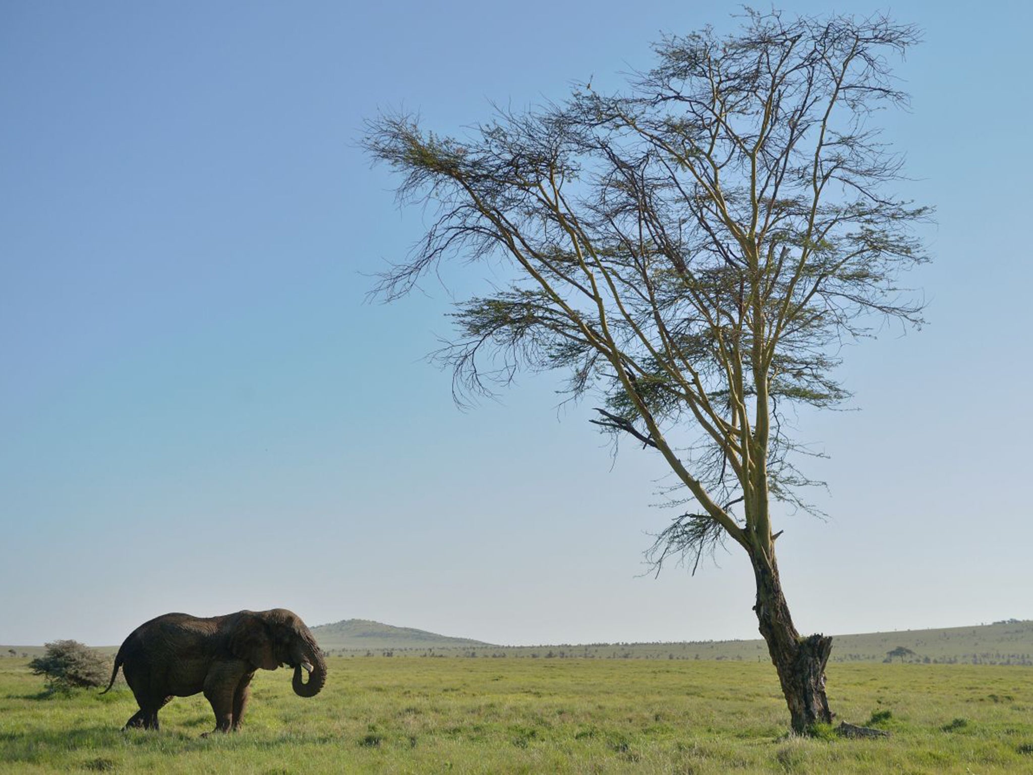 The scale of the crisis facing elephants is vast. Since 2010, official figures show that on average almost 35,000 a year have been killed across the continent