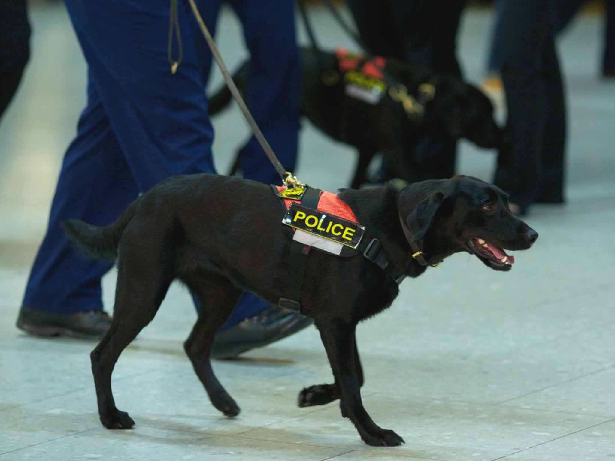 Pet detectives: police sniffer dogs