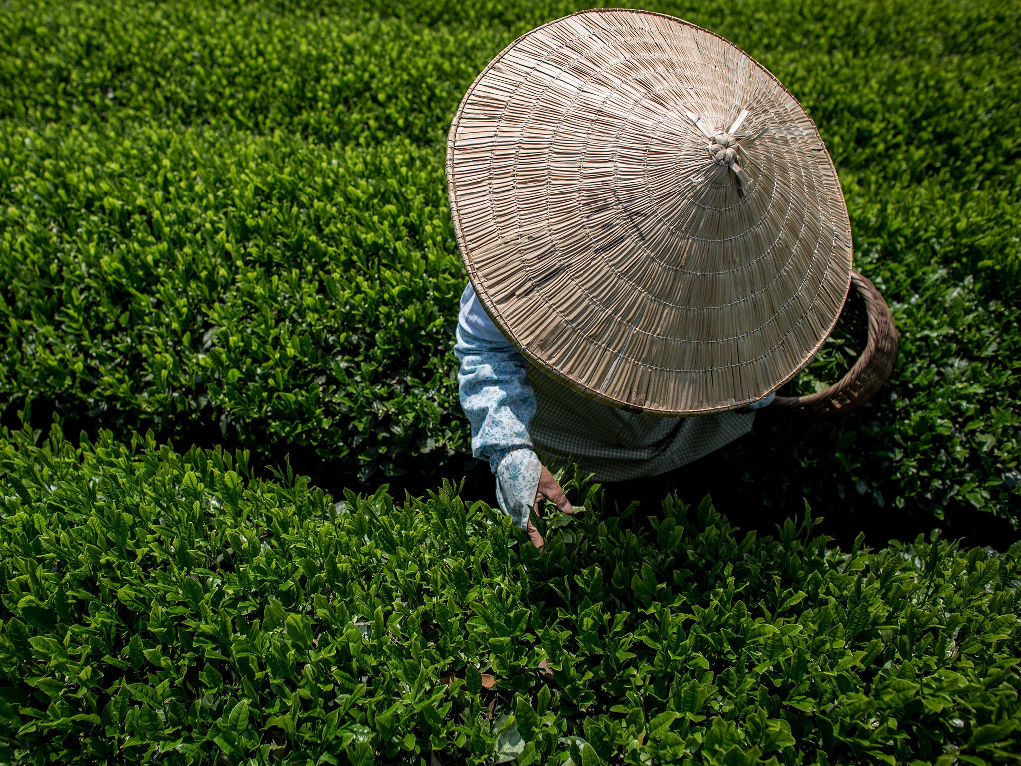 A woman picks tea leaves in Shizuoka, Japan. Alternative tea sales have risen (Getty)