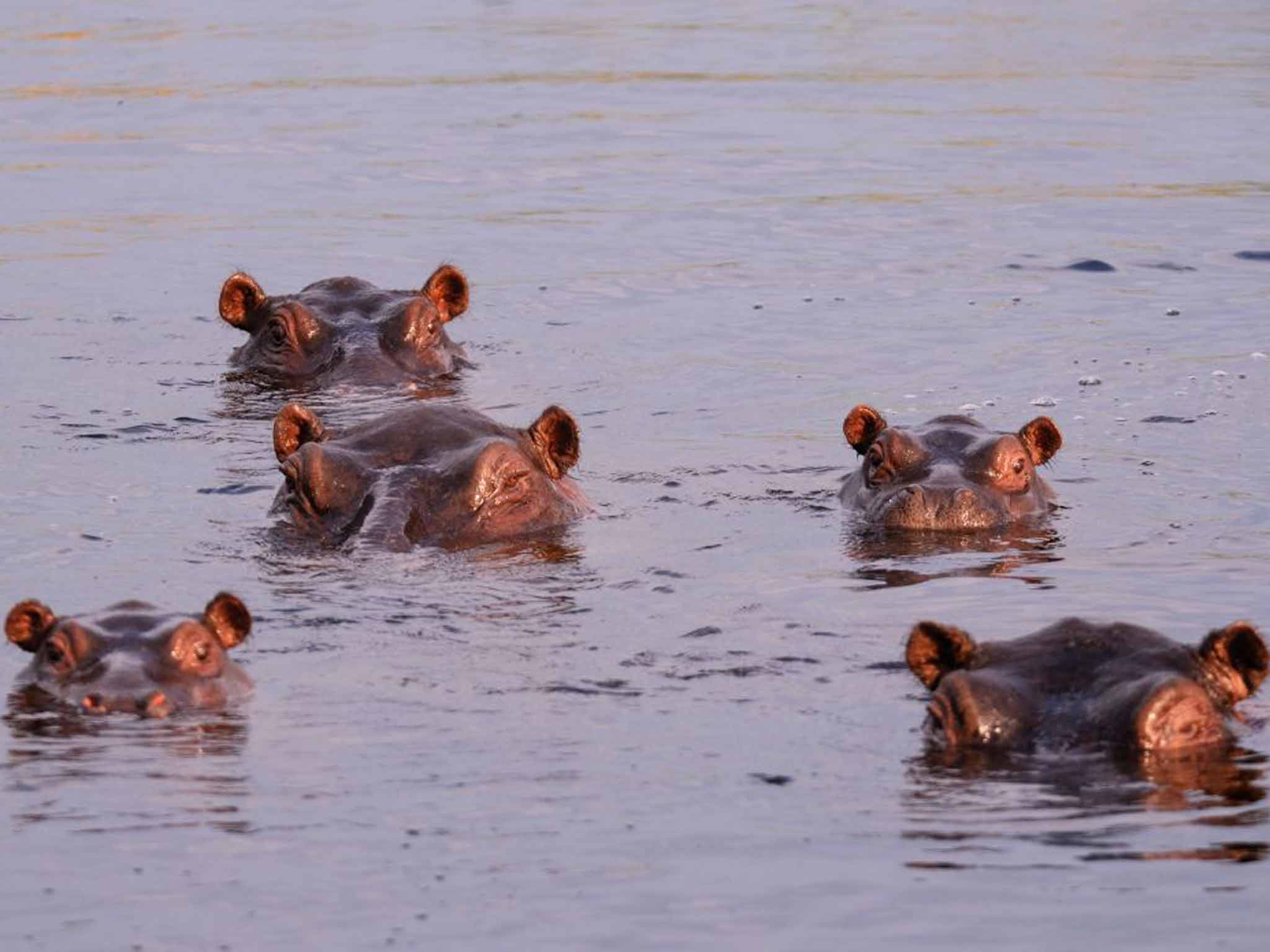 All ears: hippos in the river