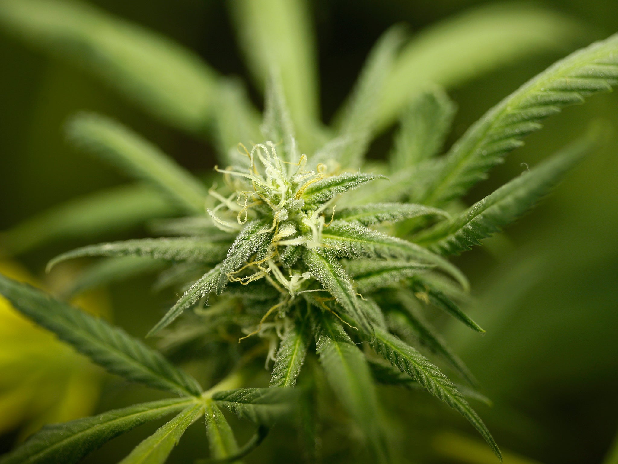 The NHS continues to warn of marijuana's effects on mental health