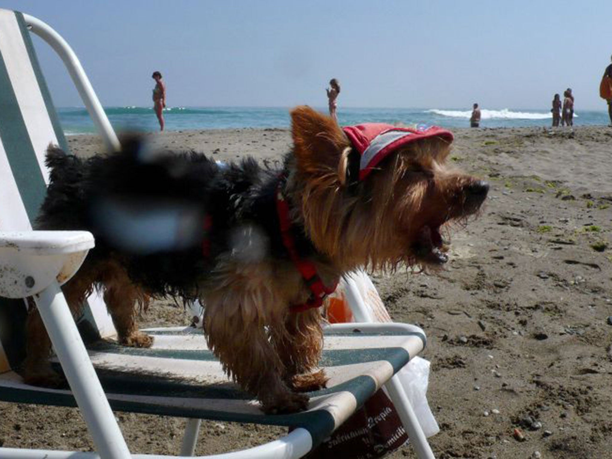 A dog is pictured on a warm day on the beach in Puerto Banus, near Marbella, southern Spain