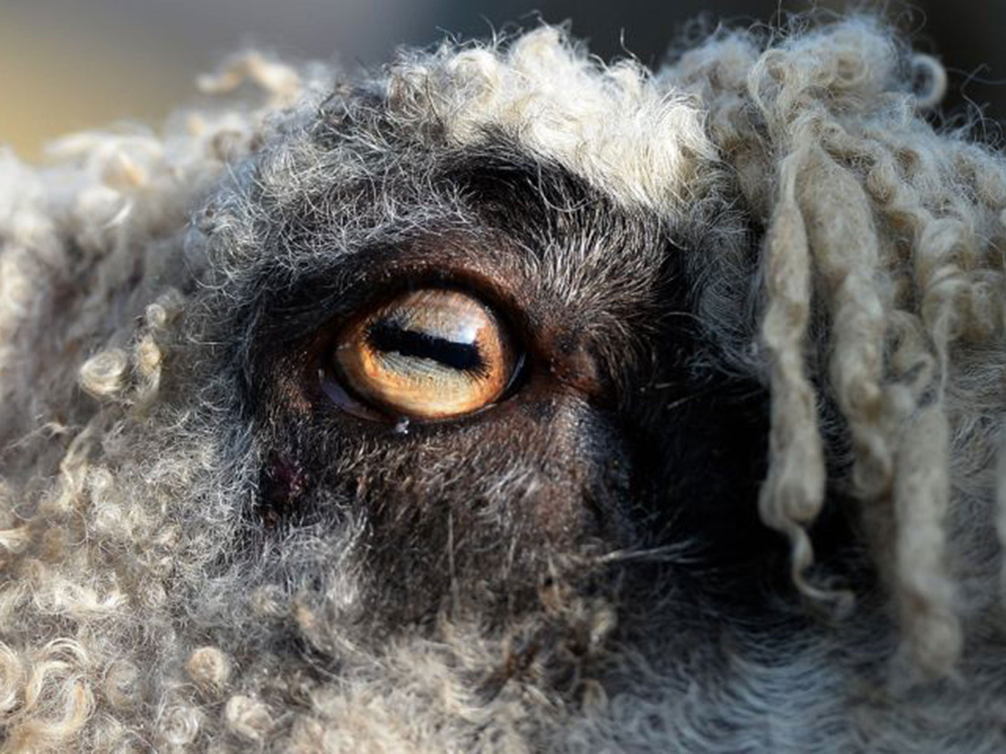 The letterbox shape of the sheep’s pupils has the same effect as on a camera, giving it a panoramic view of its perilous environment