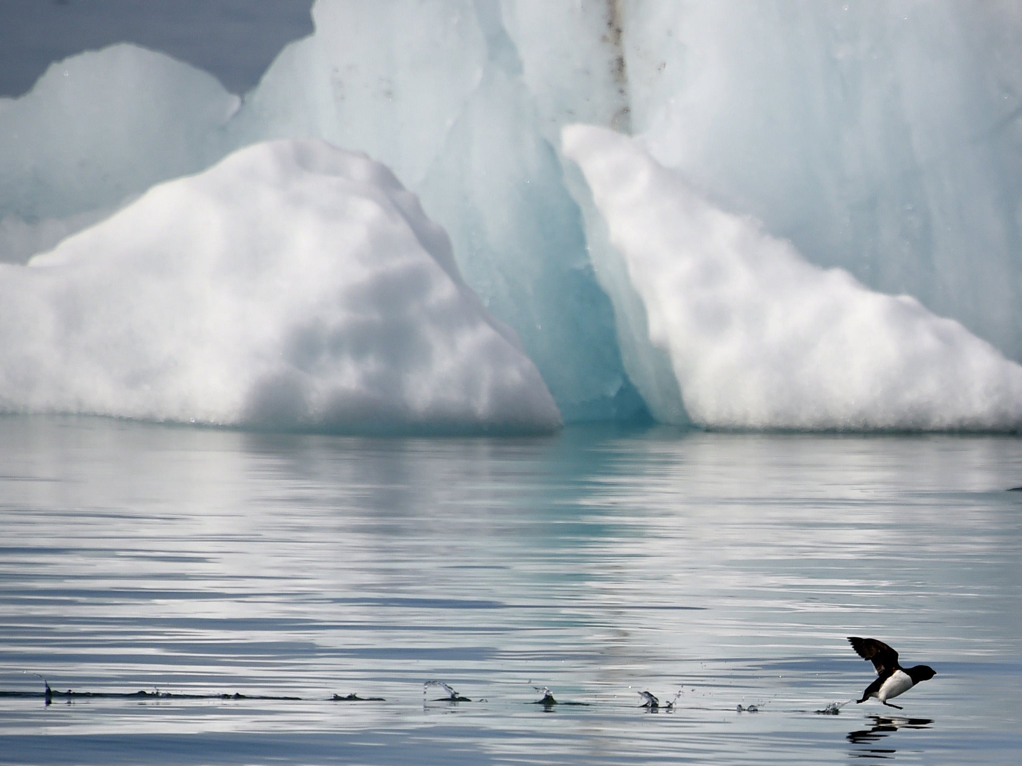 Global warming has caused a substantial reduction in the Arctic ice sheet