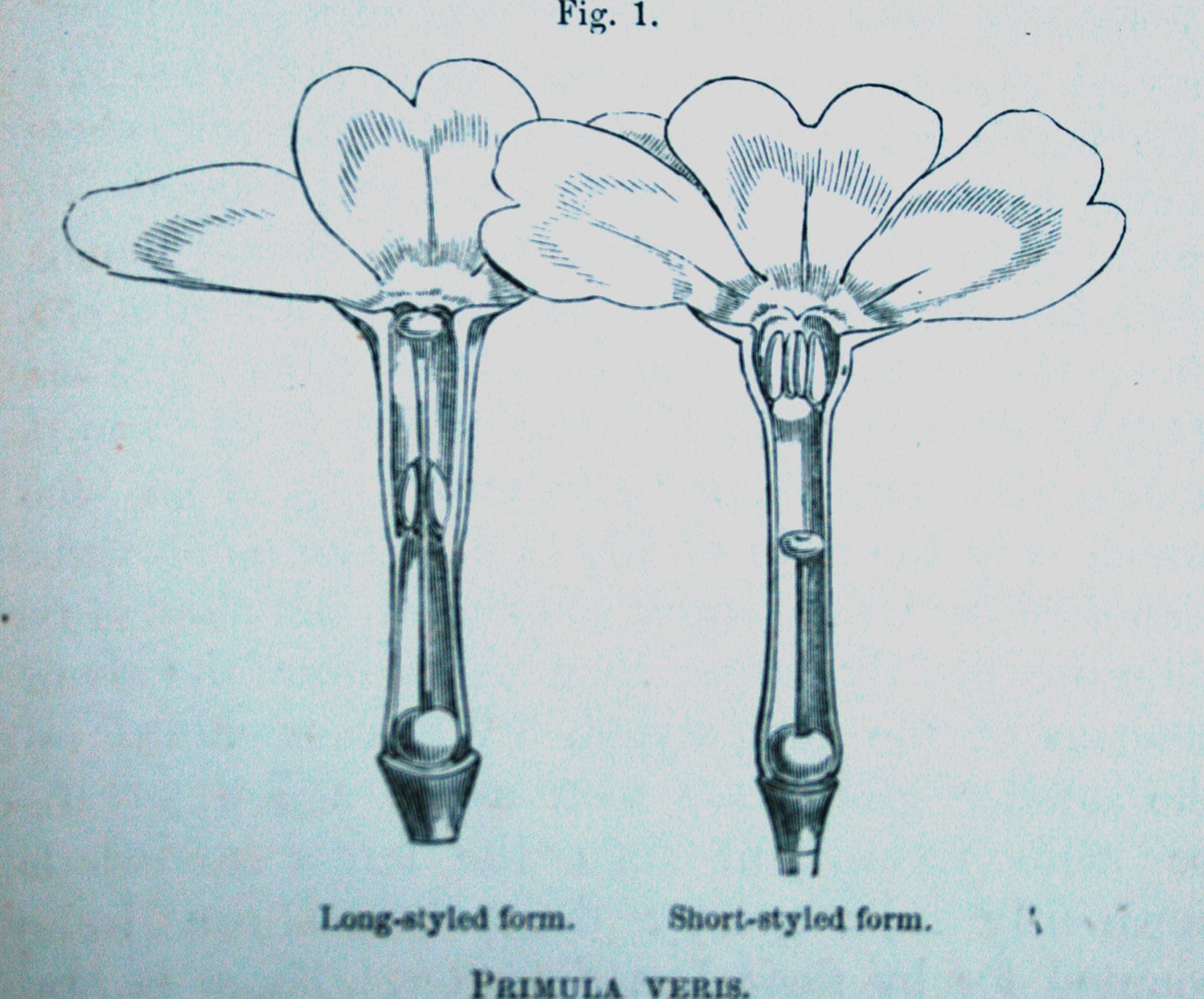 Wood block print engraved by W.H. Fitch showing long styled form (pin) and short styled form (thrum) of Primula veris flowers that was used to illustrated Darwin’s publications