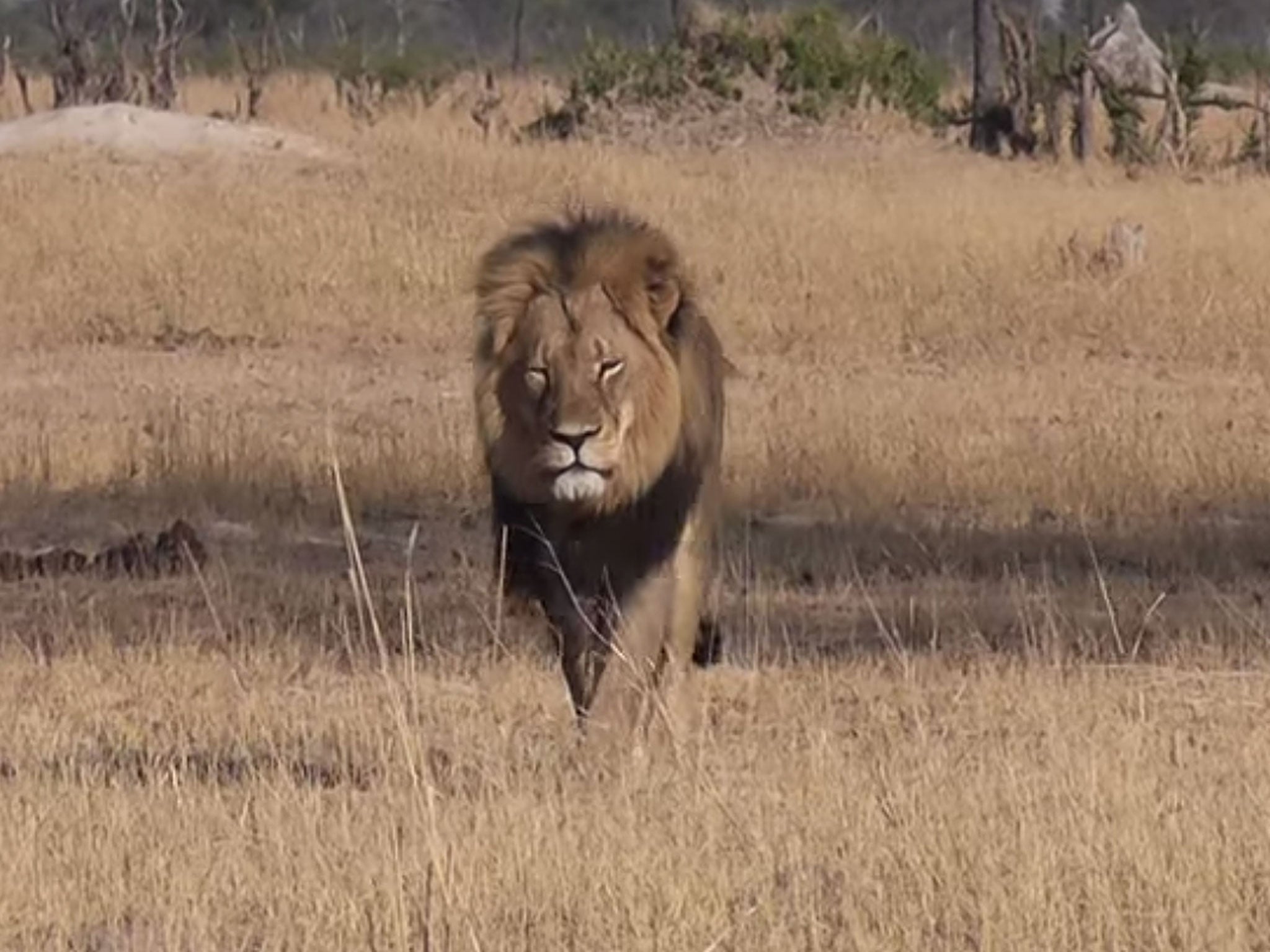 Cecil the lion, whose death sparked outrage