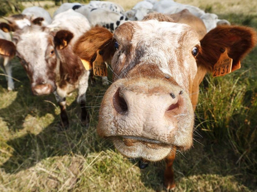 Two cows were led through the aisles of a Stafford Asda in protest at falling milk prices