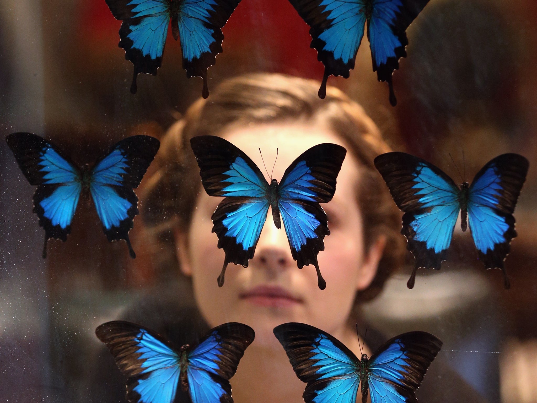 A gallery assistant at Bonhams auction house admires an antique fire screen featuring a display of Blue Mountain Swallowtail butterflies