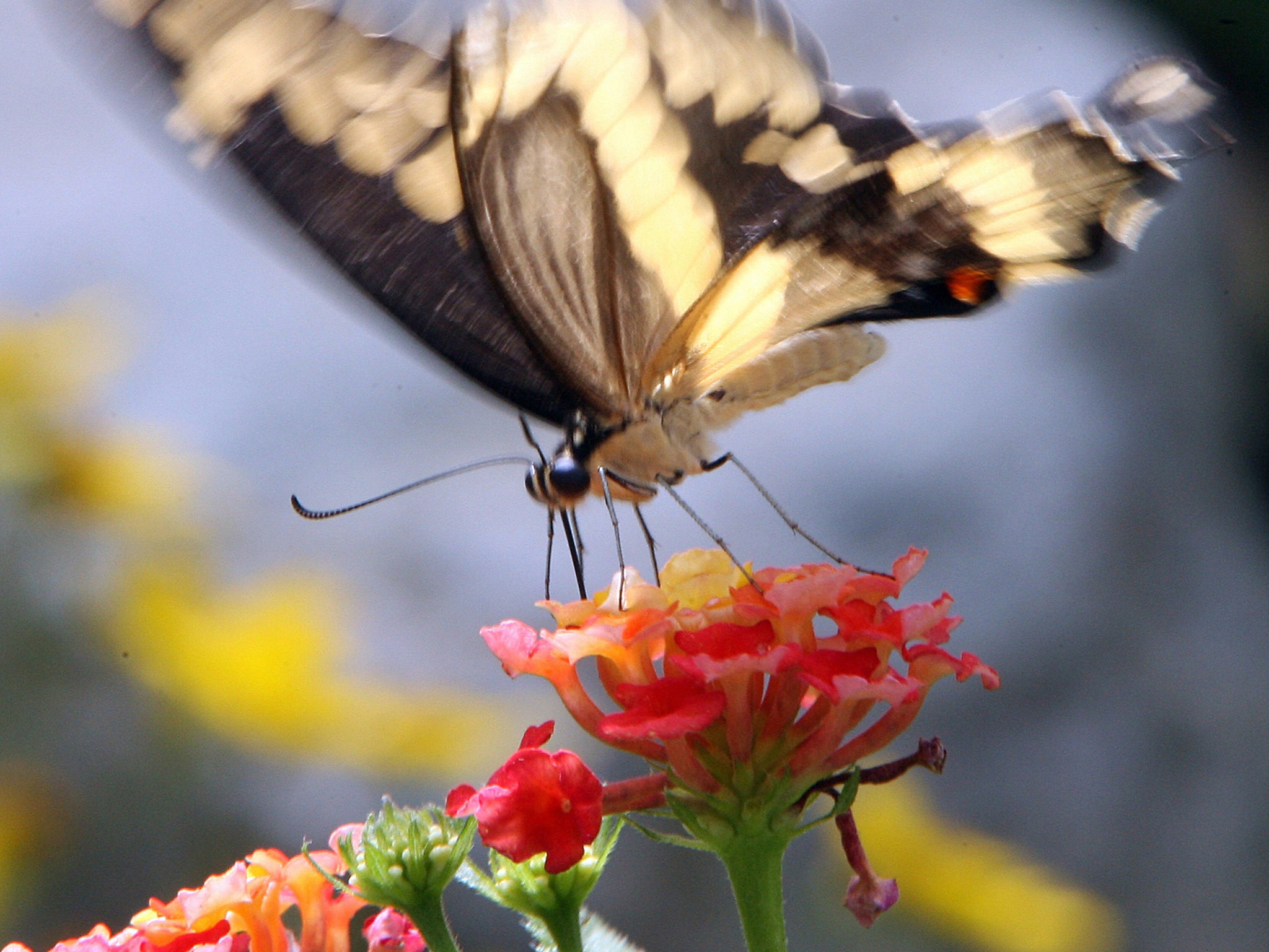 A butterfly lands on a flower in a garden at the Woodland Park Zoo in Seattle, Washington