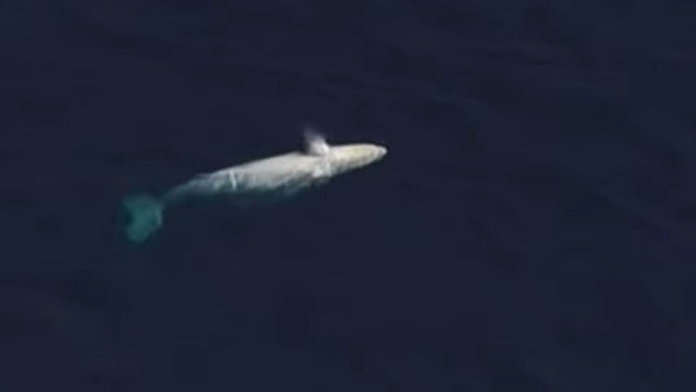 A rare albino humpback whale was spotted off the coast of Queensland, Australia