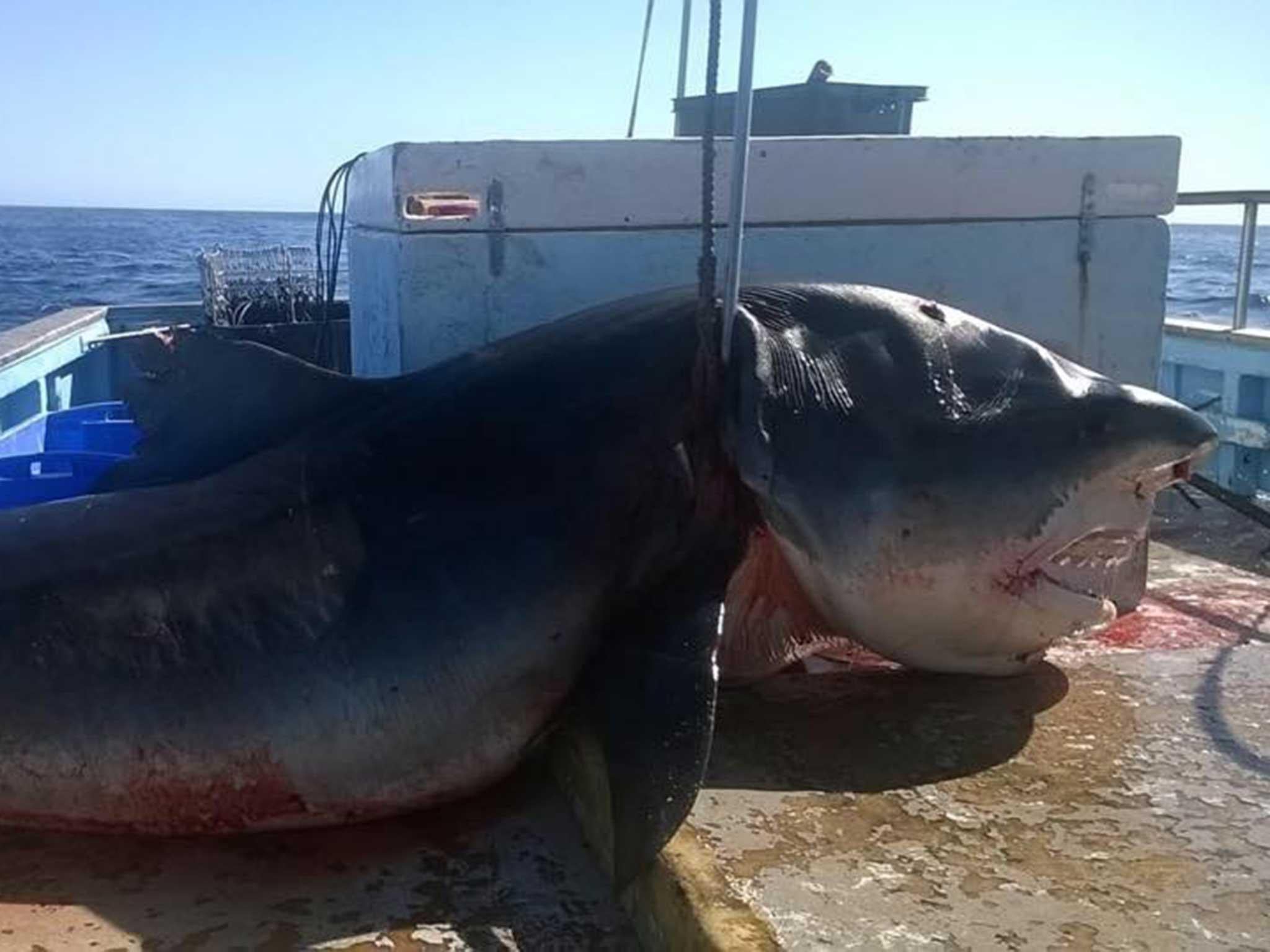 Images of the tiger shark