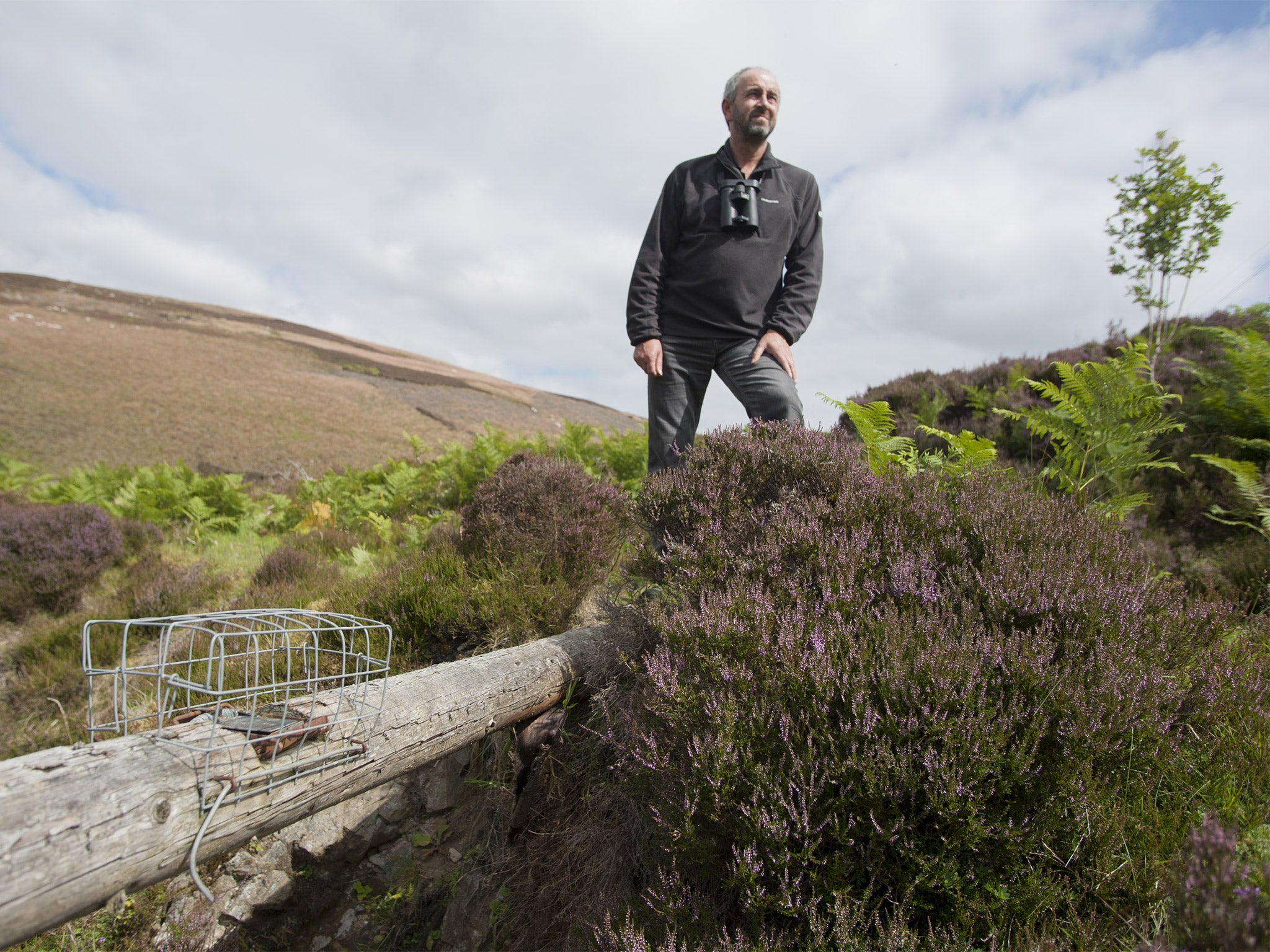 Ian Thomson, head of investigations at the RSPB, on Lammermuir Hills on Wednesday, the start of the grouse-shooting season