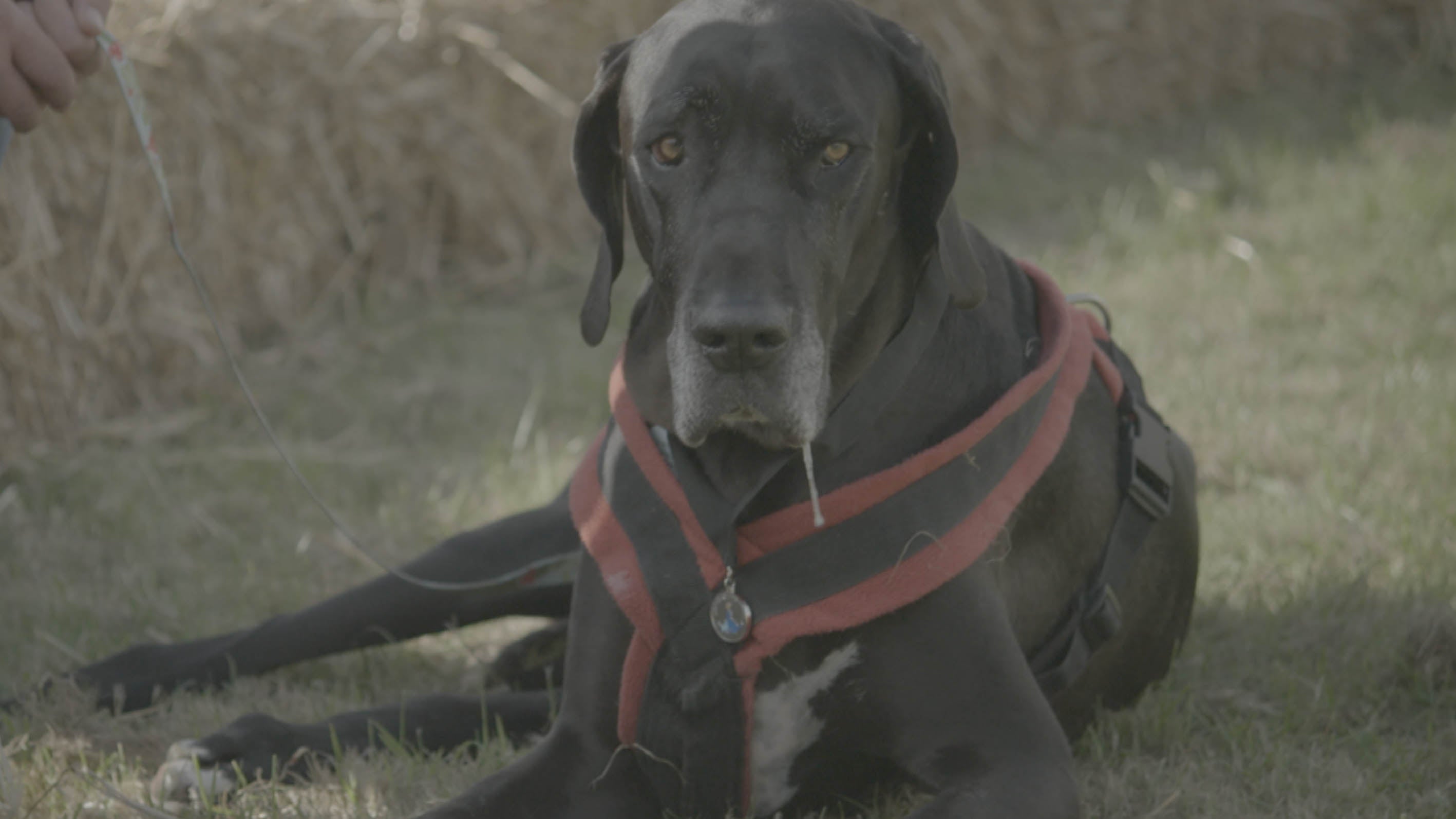 Sox the Great Dane recovering after his op