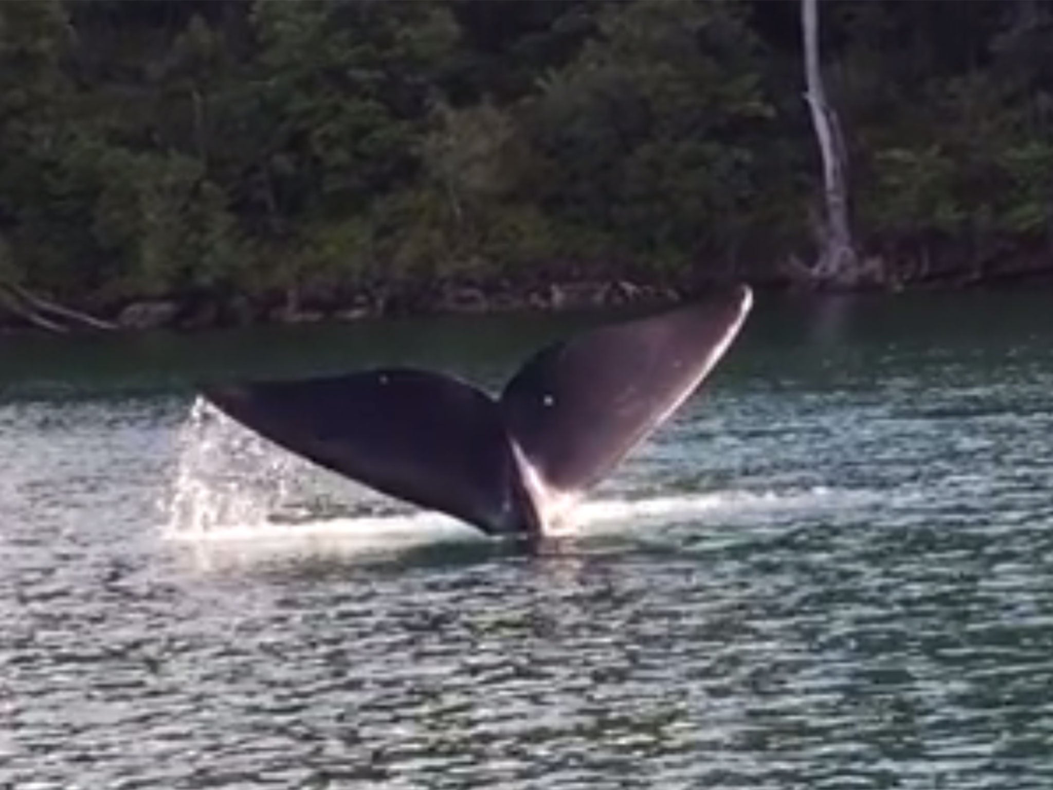 The whale spent some time swimming around a group of fishing boats in the Sydney harbour (Ron Kovacs/Facebook)