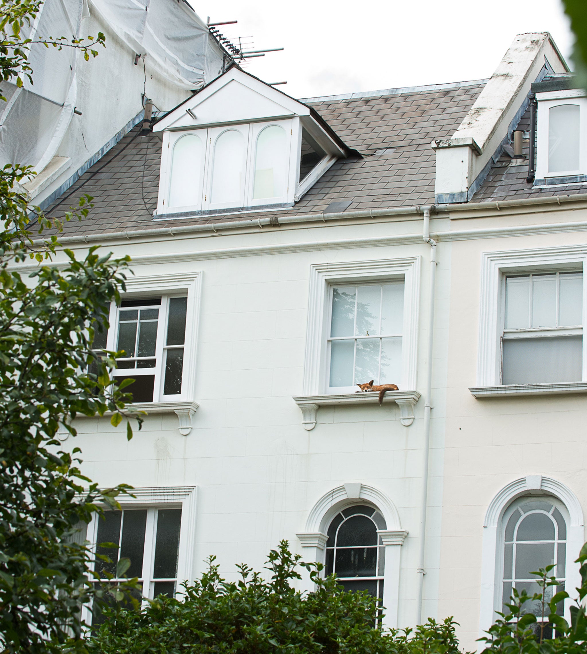 Ms Johnson said she thought the fox might have got to the window sill via the scaffolding next-door (Picture by Rachel Johnson)