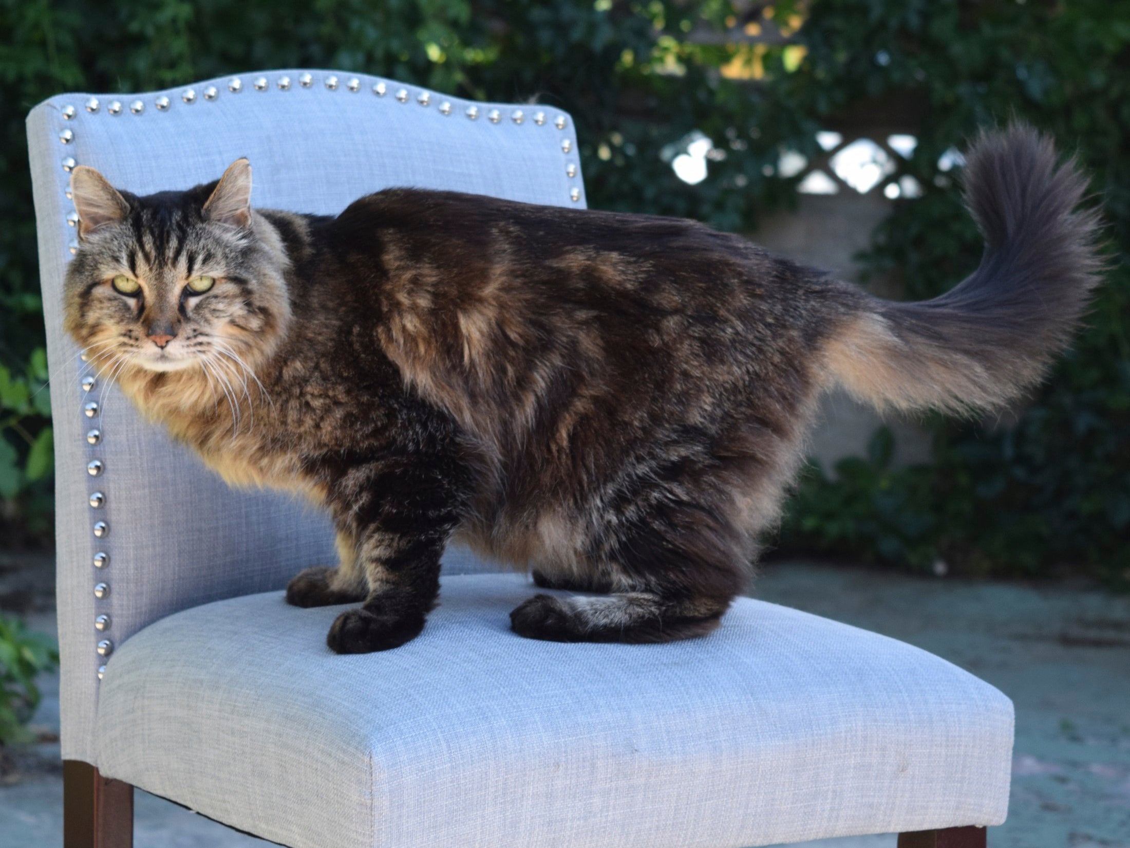 Corduroy hanging out in Sister, Oregon