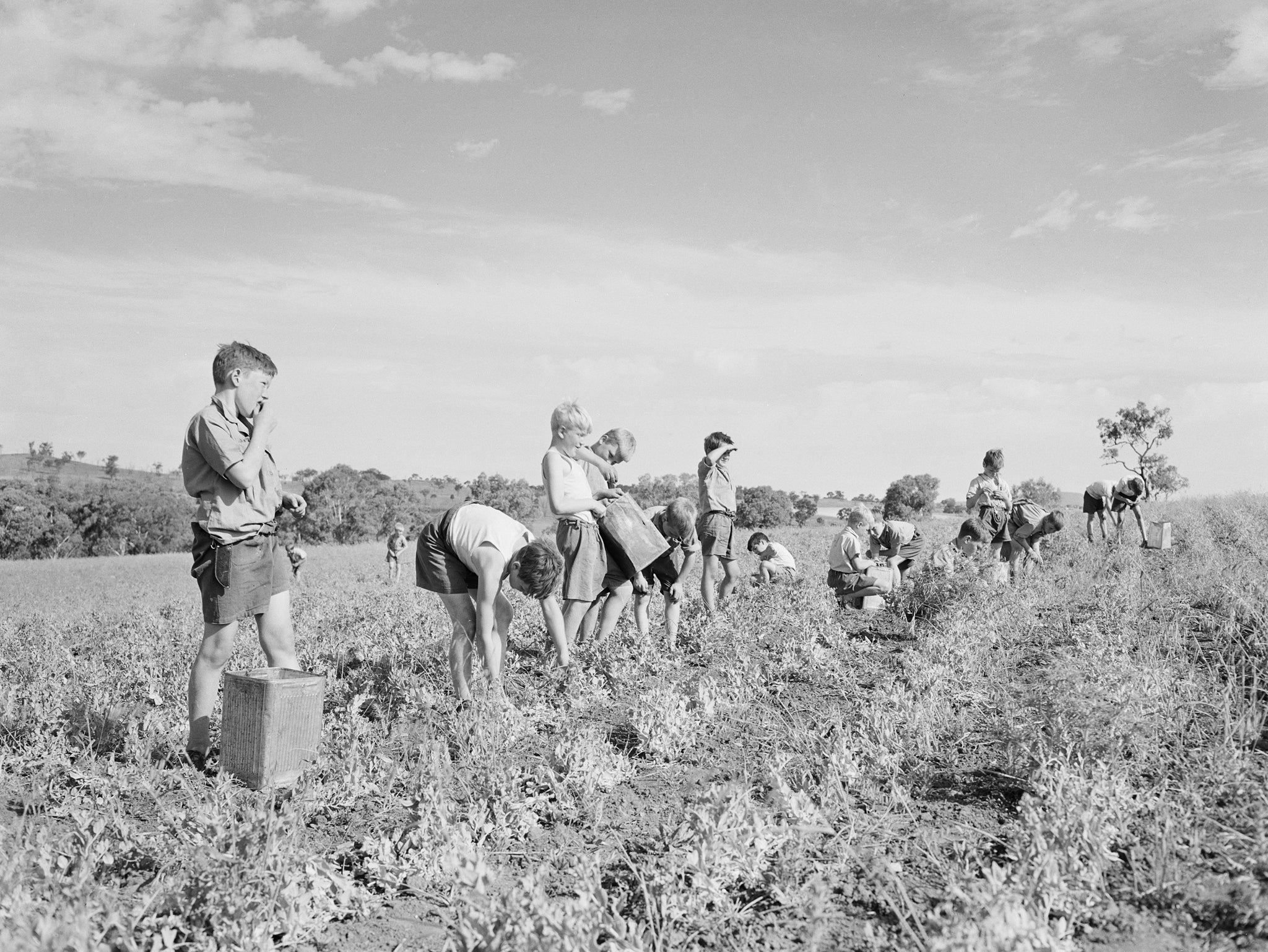 Picking Peas, Fairbridge