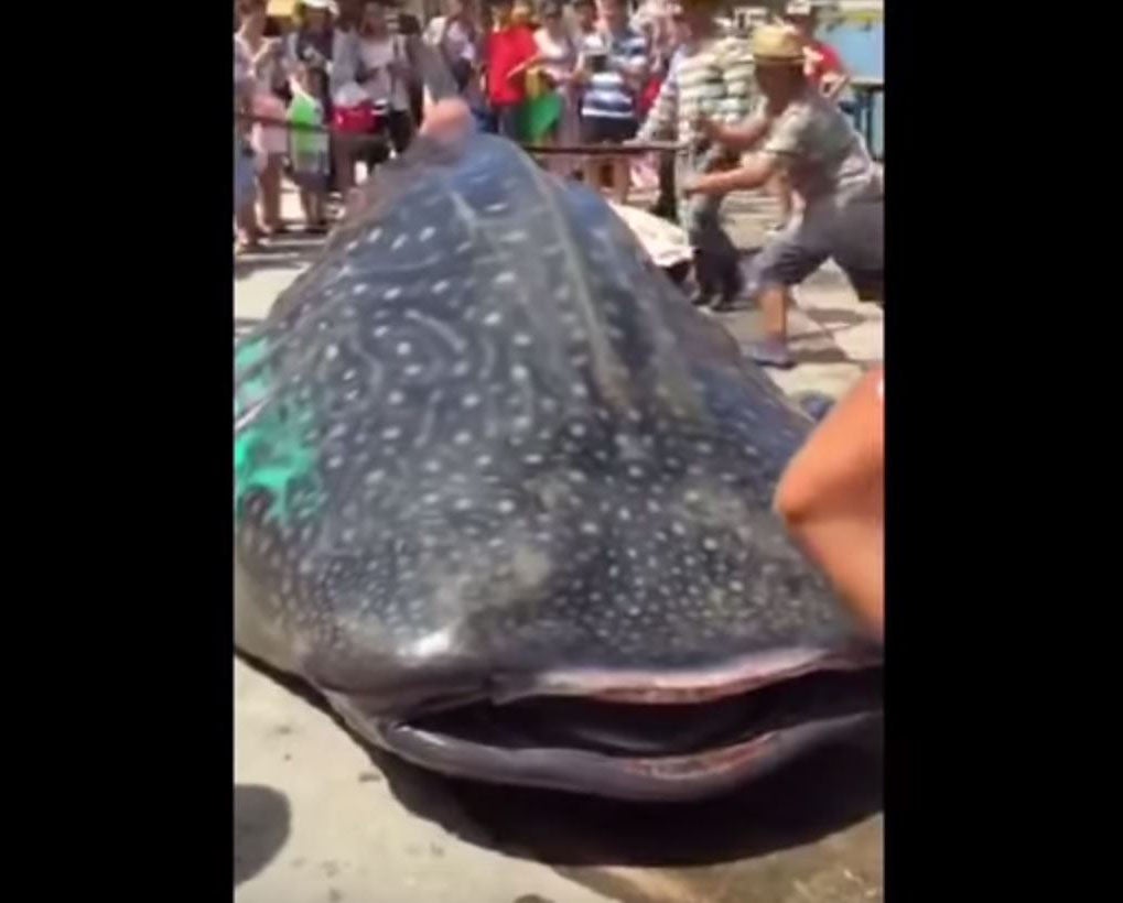 The poor animal was sawed at by two men while still alive on a wharf in Guangdong, China