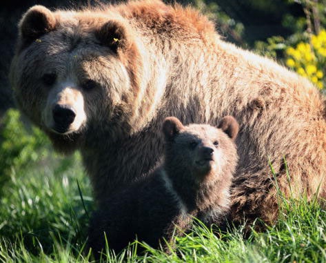 The man approached the bear and her cubs (not pictured) in a full bear costume