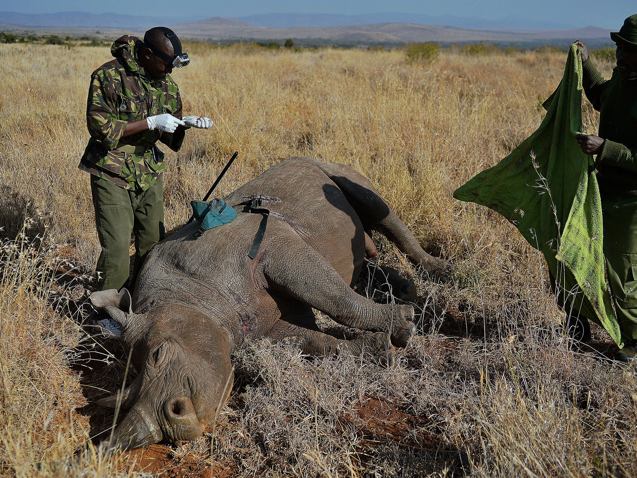 'Rhinos are worth 100 times more dead than they are alive'