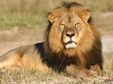 British hunters have killed at least 60 lions since Cecil shot, as ministers delay trophy imports ban again