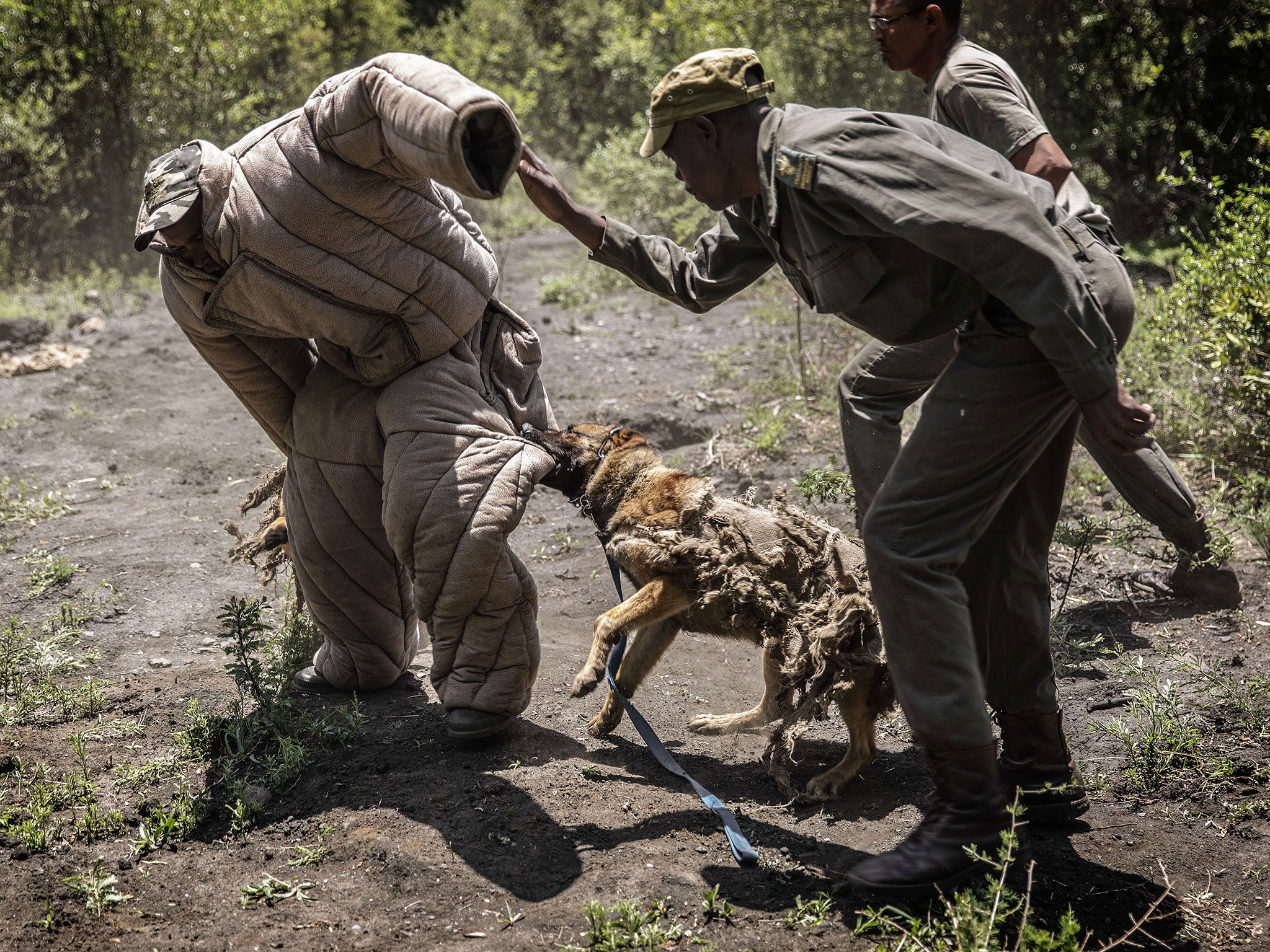 Ranger trainees and trainee dogs simulate an ambush against rhino poachers at the Paramount Group Anti-Poaching training and K9 (canine) academy