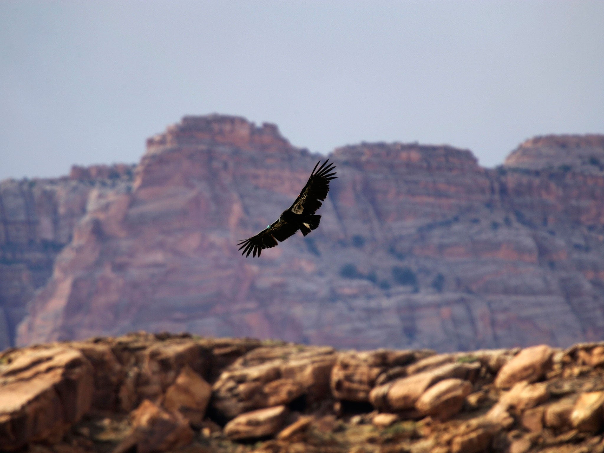 The annual mortality rate for adult California condors dropped from 38 per cent to 5.4 per cent after the initiative started