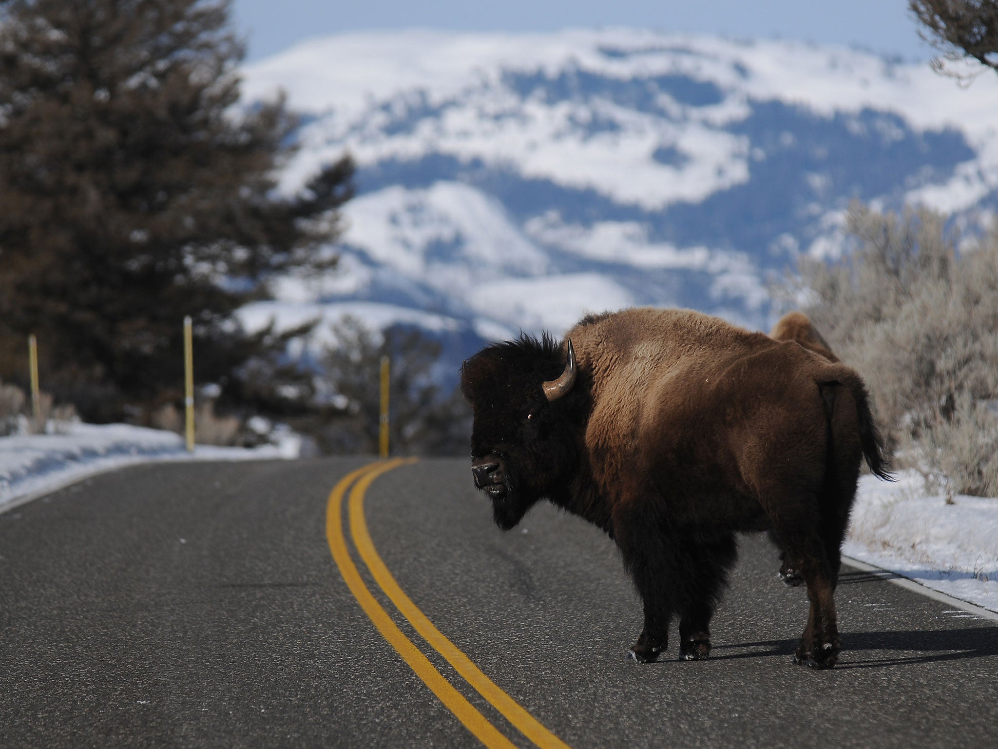 Beware: bison crossing in Yellowstone