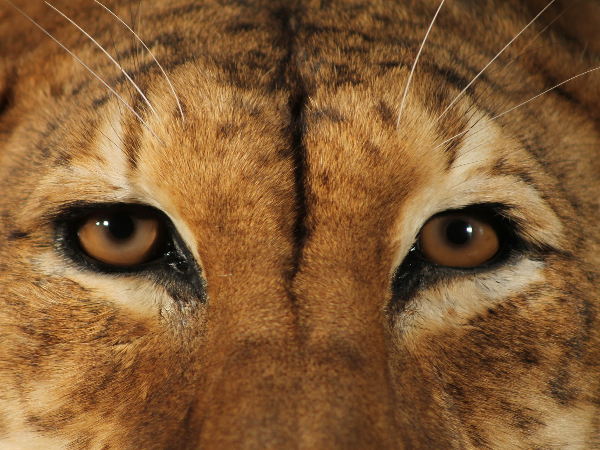 Maude was once one of the main attractions at Manchester’s Belle Vue Zoo