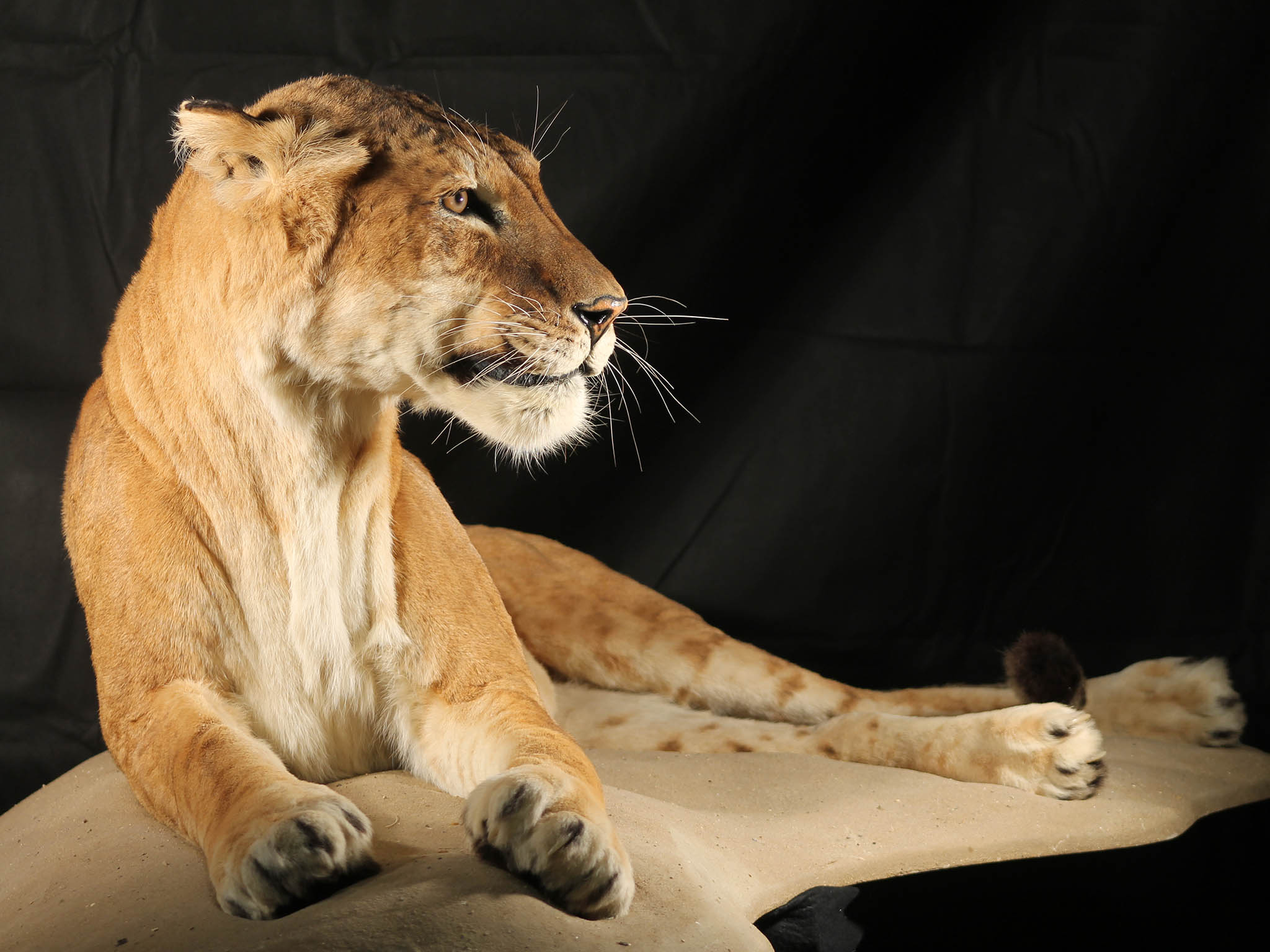 "We want people to be able to admire her, and to hear more about the now-forgotten time when Manchester was home to such unusual animals. I hope that people will find her story as fascinating as we do.”