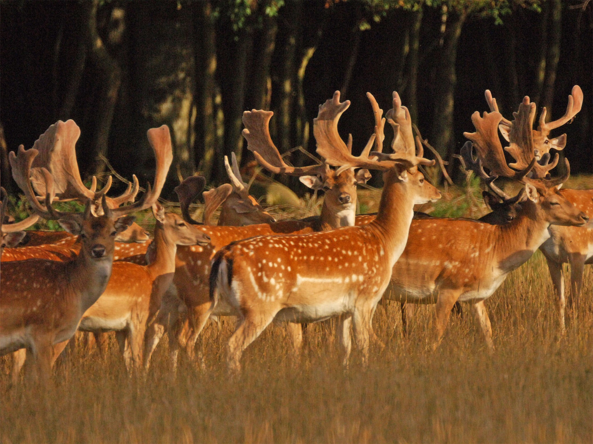 Fallow deer were brought in to graze the land