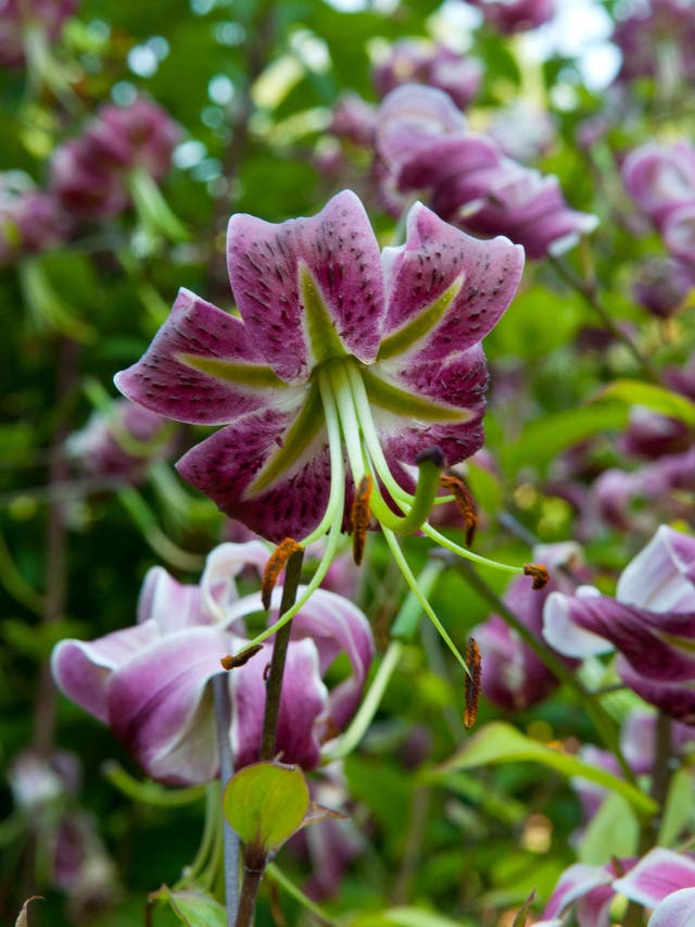 Martagons, like Turk's Cap, put on a colourful show and thrive in a shady border